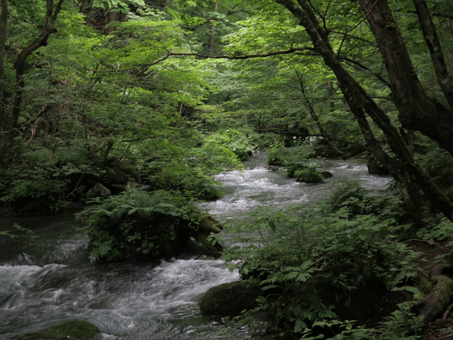 Un ruisseau paisible traversant une forêt verdoyante