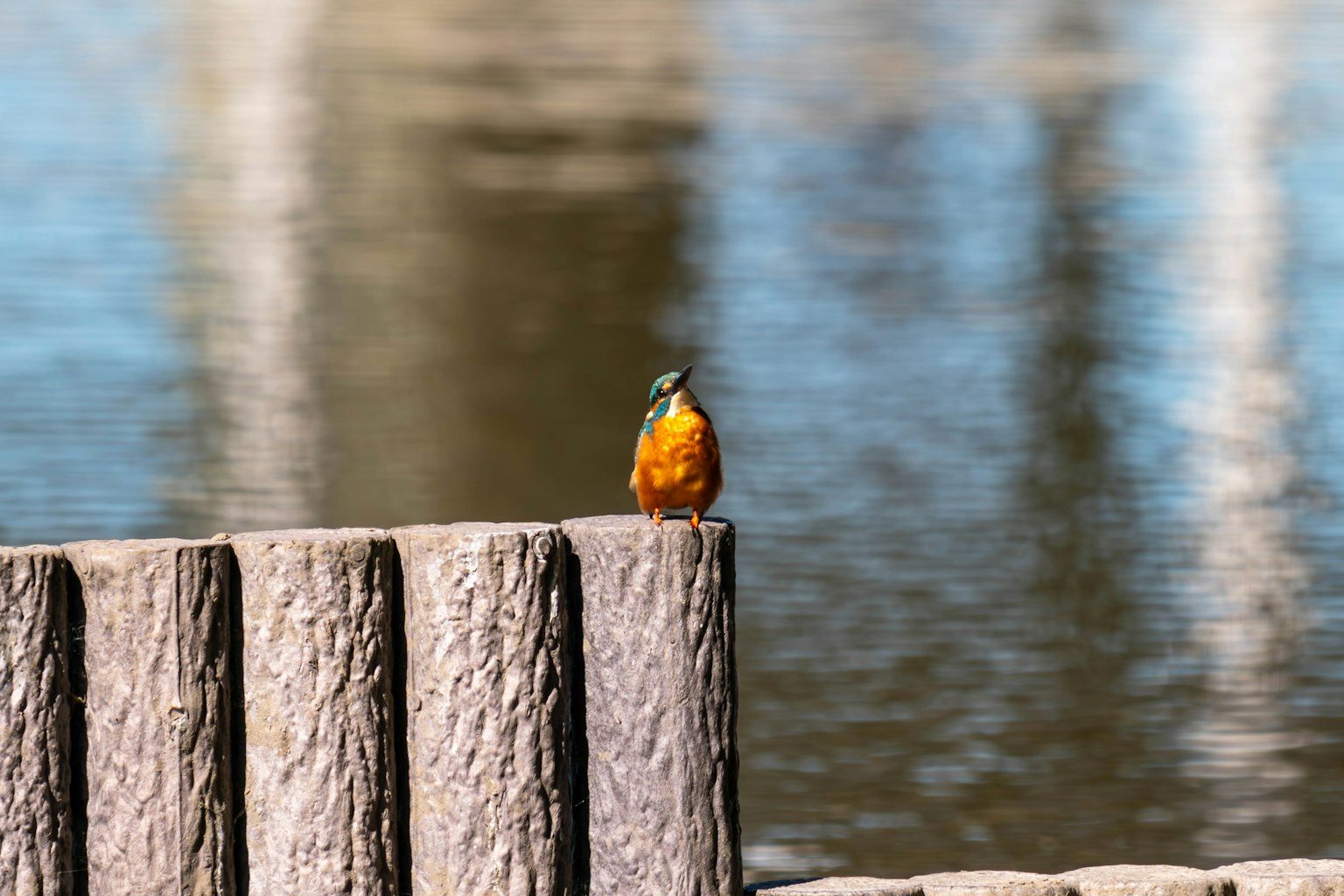 An orange bird perched on a wooden post by the water