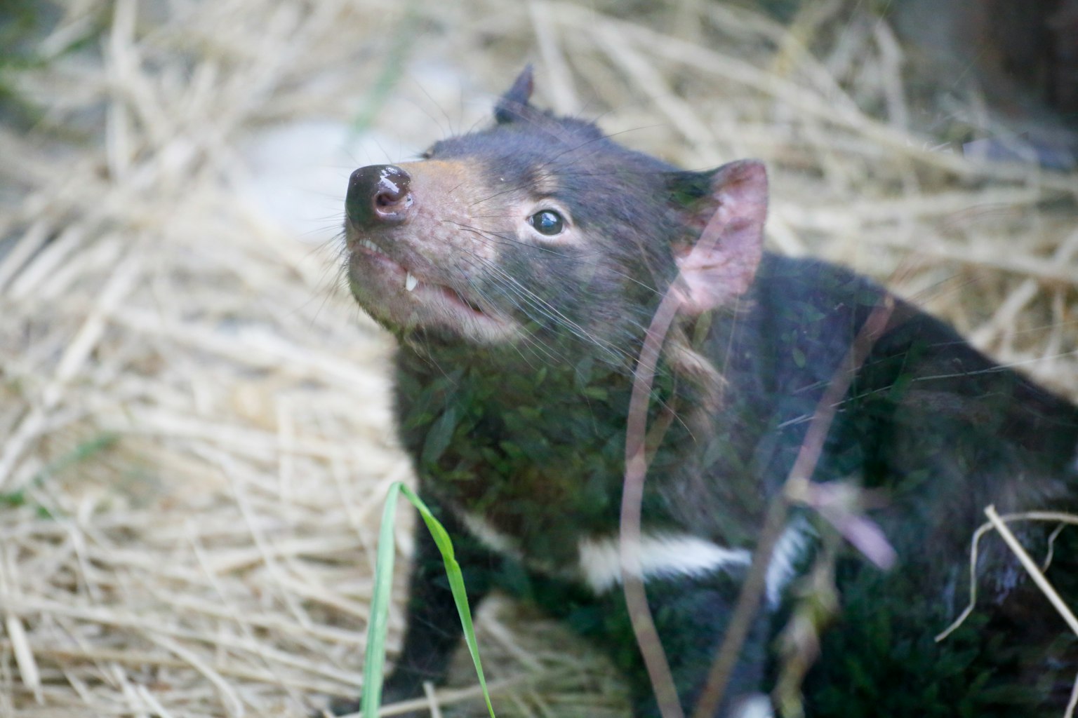 Diablo de Tasmania mirando hacia arriba en un zoológico rodeado de heno