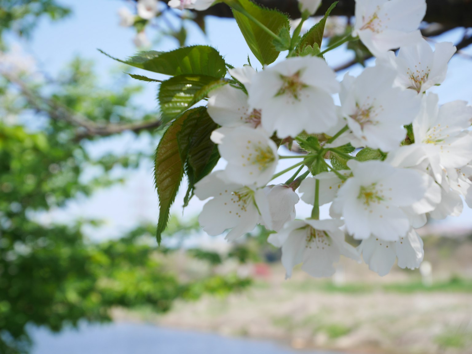Nahaufnahme von weißen Kirschblüten an einem Zweig mit grünen Blättern und blauem Himmel im Hintergrund