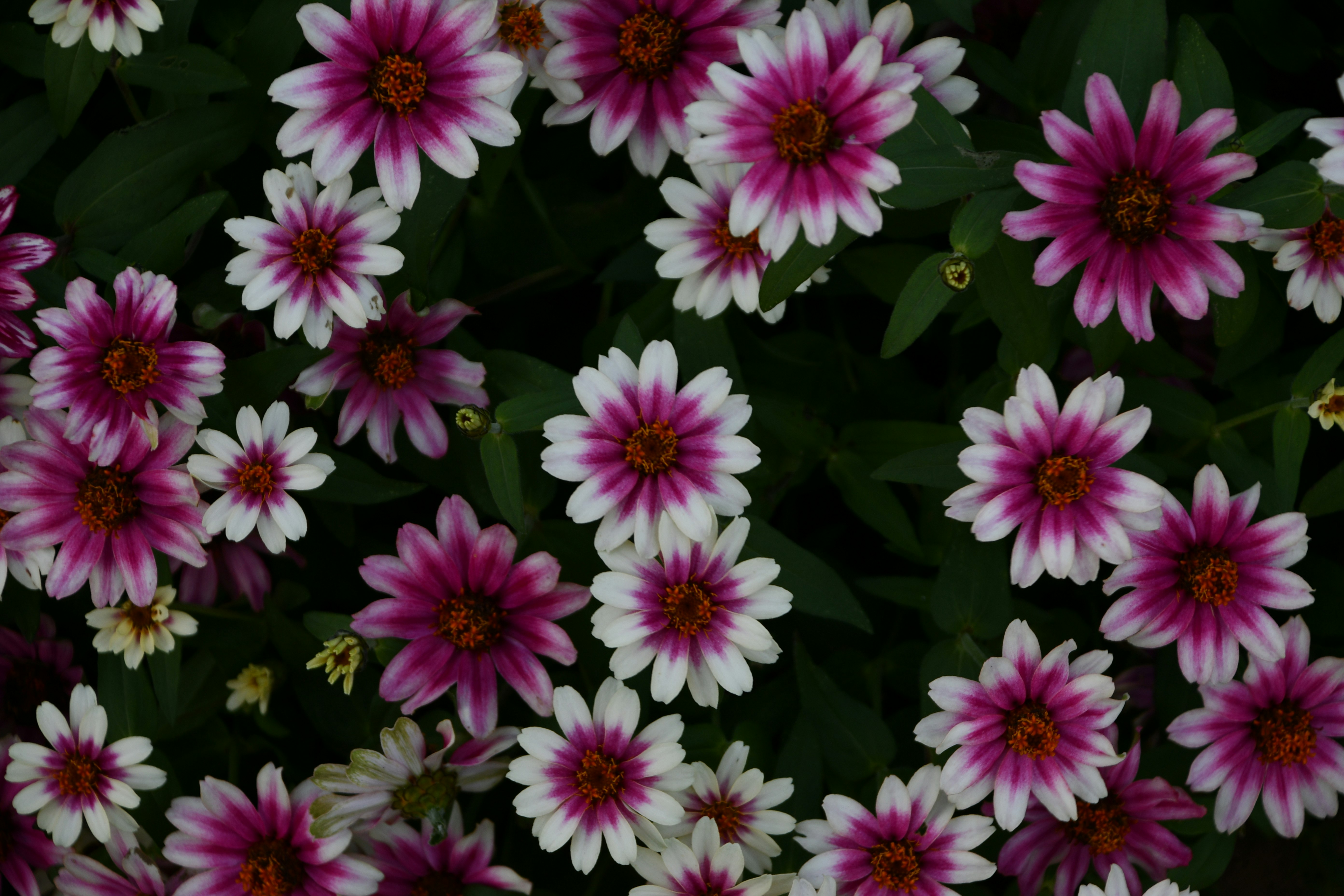 Nahaufnahme dicht blühender rosa-weißer Blumen