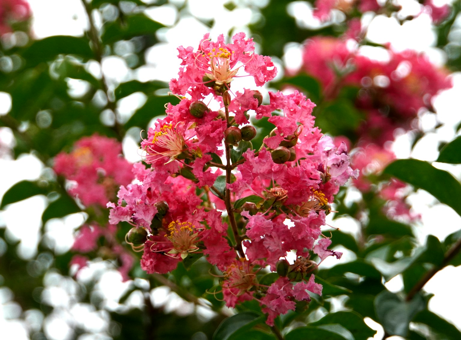 Fiori rosa vivaci che fioriscono su un ramo di lagerstroemia