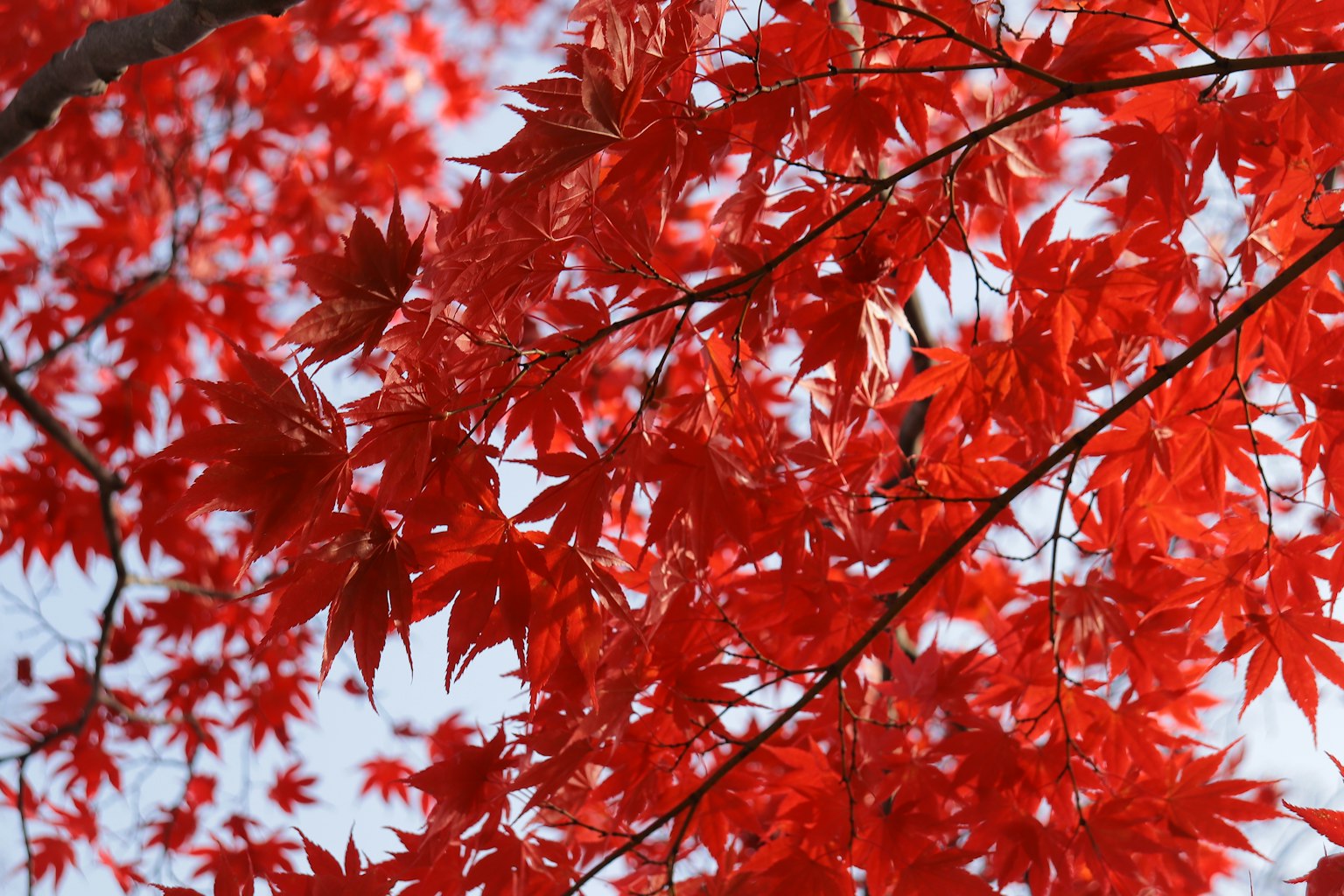 Lebendige rote Ahornblätter vor einem klaren blauen Himmel