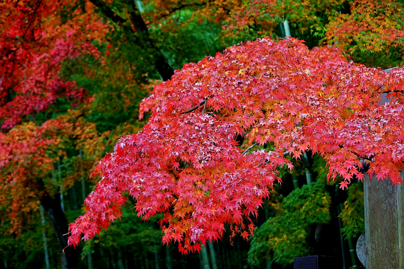 Lebendige rote und orange Herbstblätter an Baumzweigen