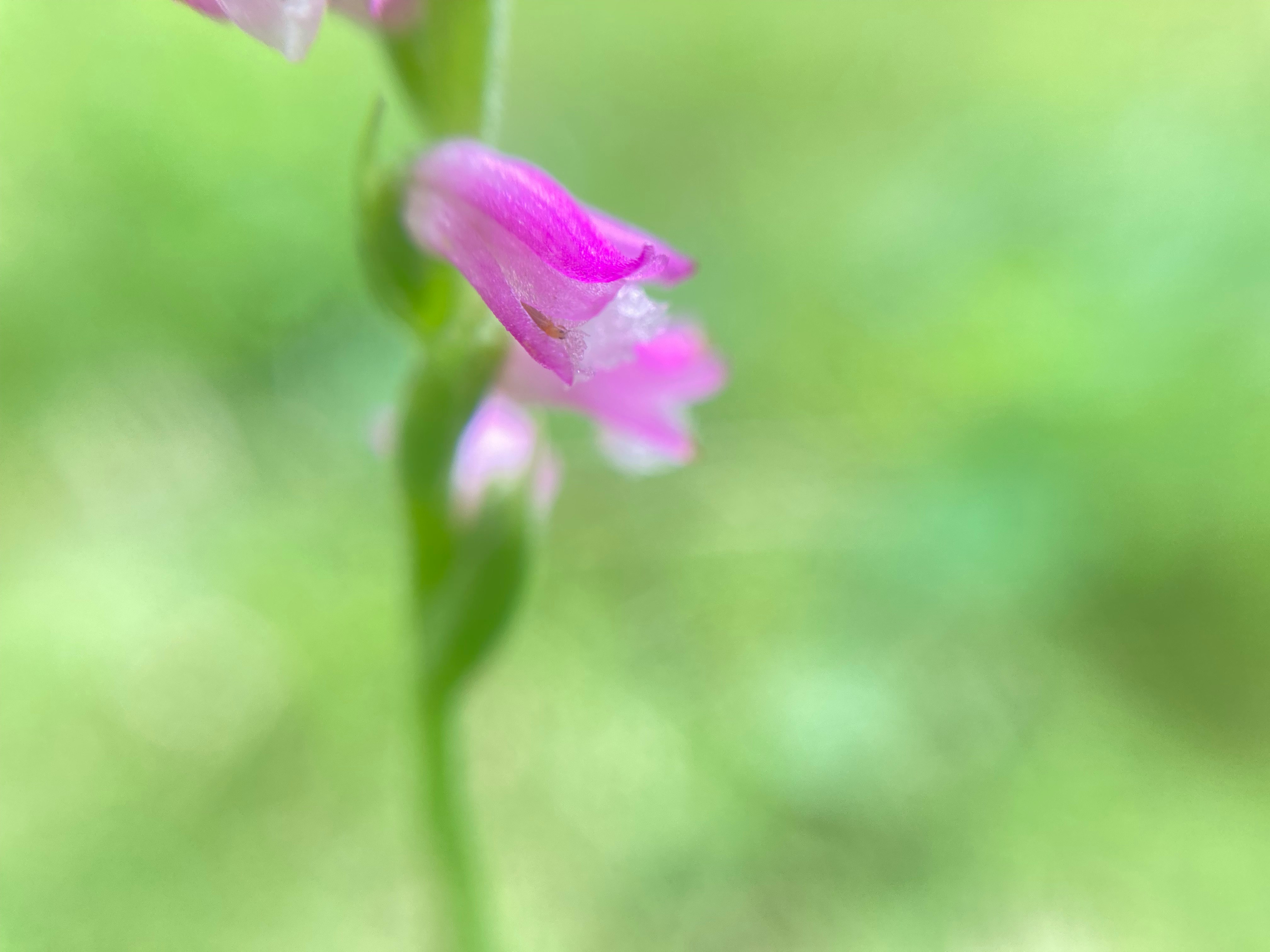 ネジバナの花のマクロアップ