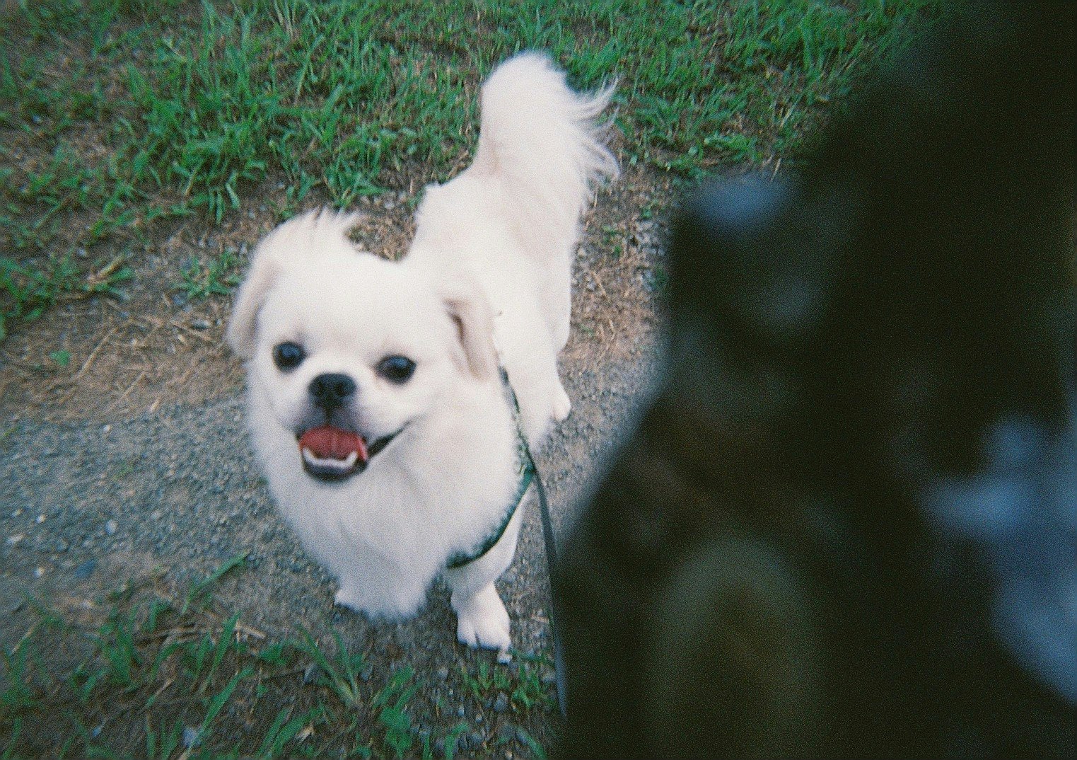 smiling white small dog walking on grass