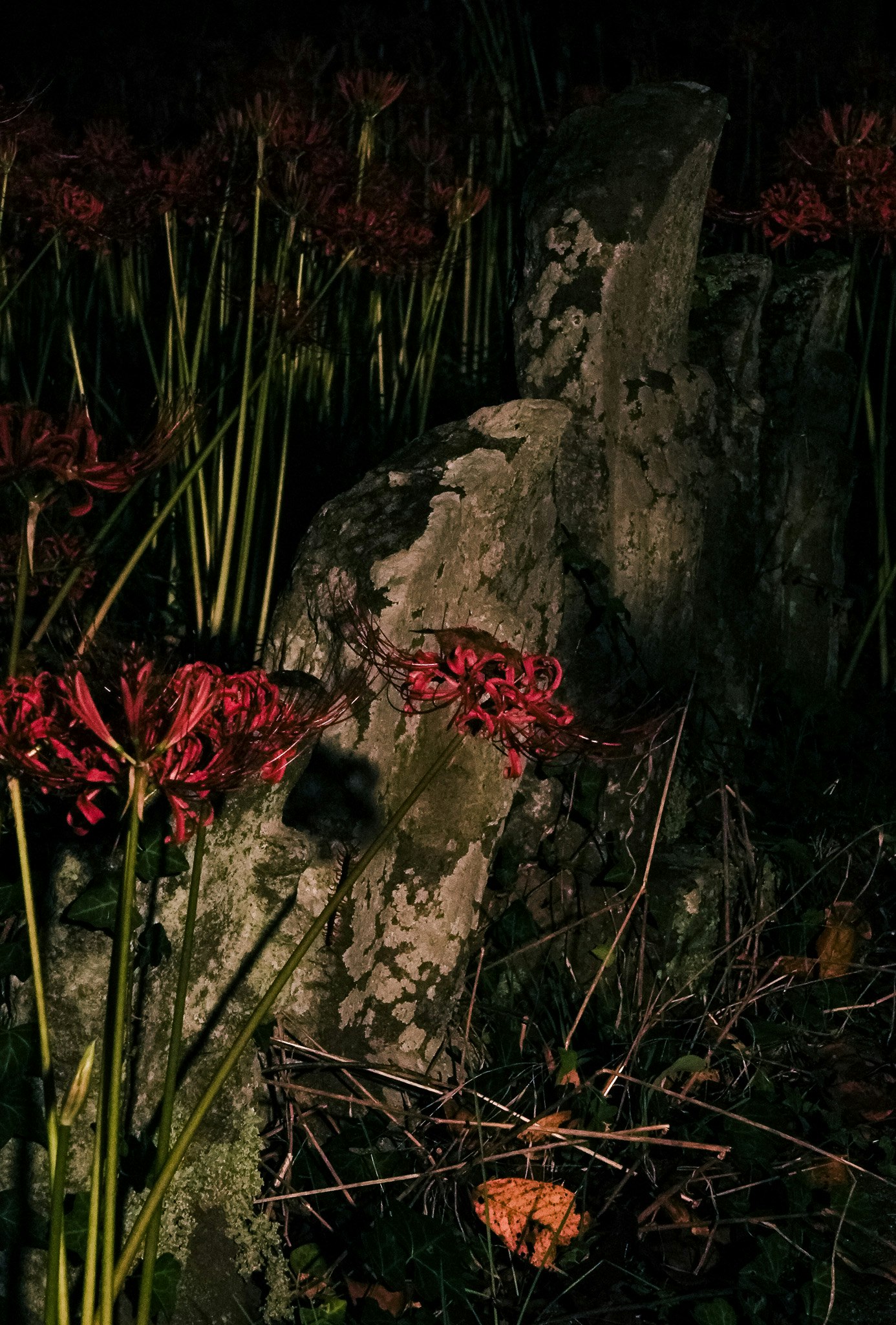 nächtliche Szene mit roten Blumen und moosbedeckten Steinen im hohen Gras