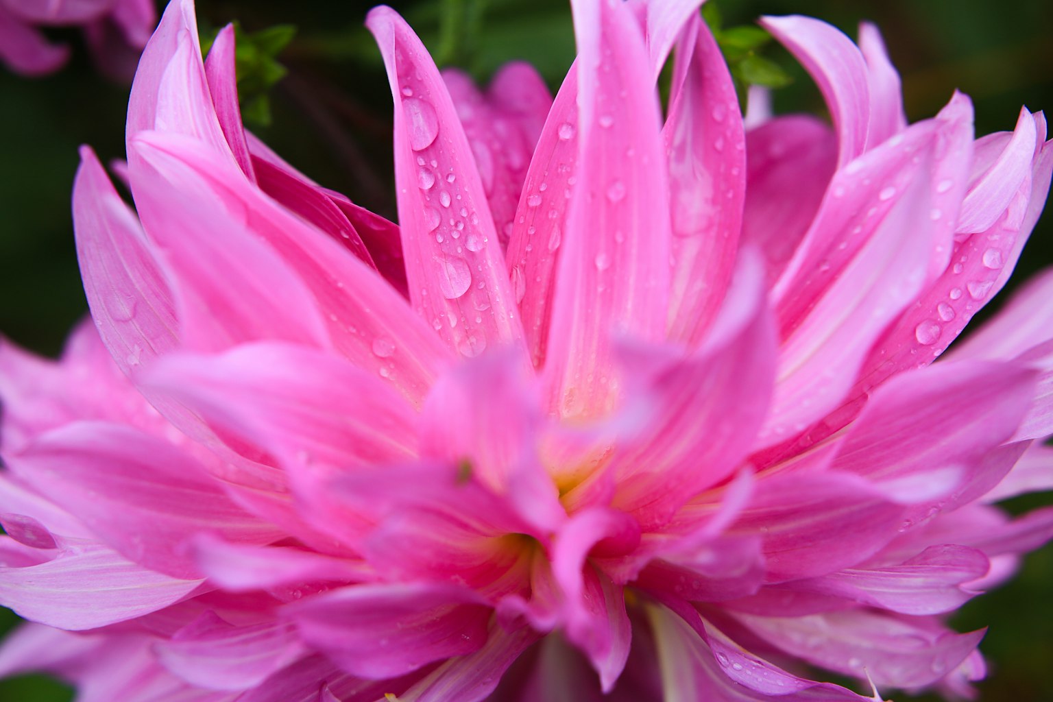 Close-up bunga dahlia pink cerah dengan tetesan