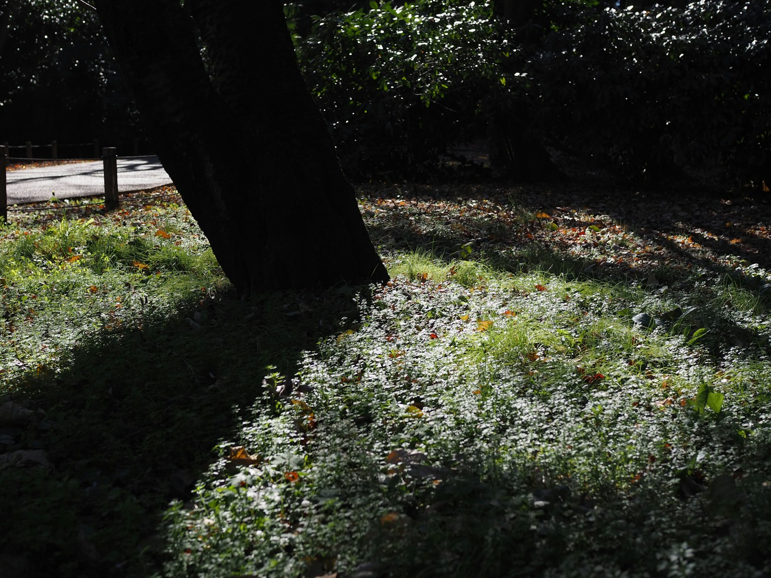 公園場景有樹影和綠色草地