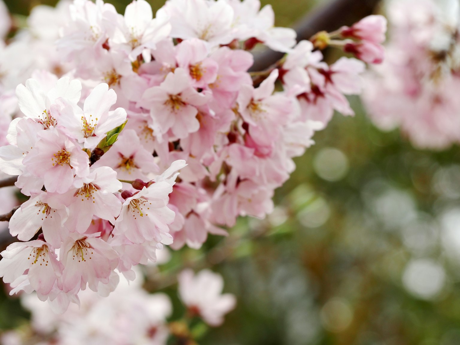 Flores de cerezo en plena floración