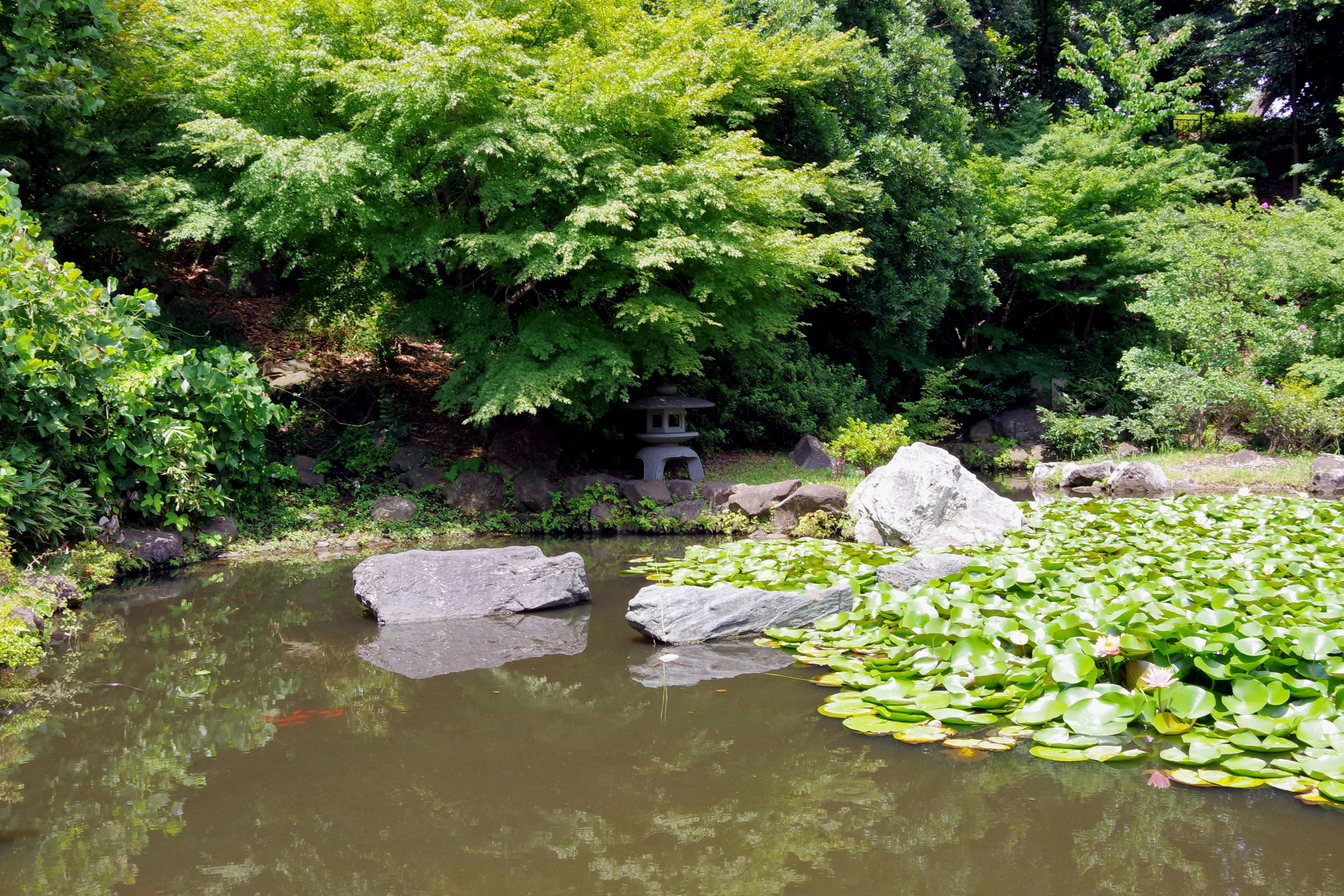 lush garden pond with water plants and rocks