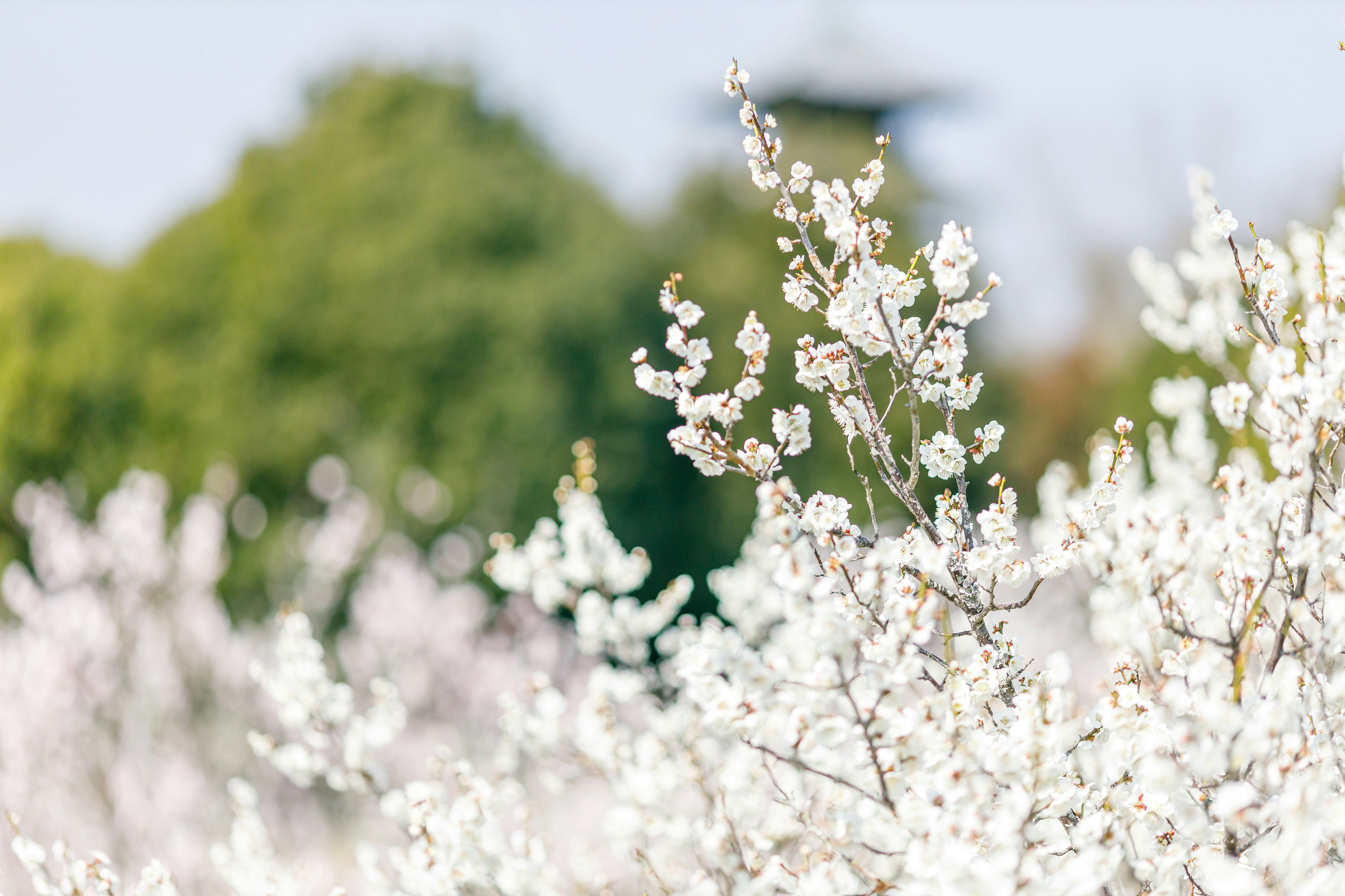 白梅の花が咲く春の庭の木々
