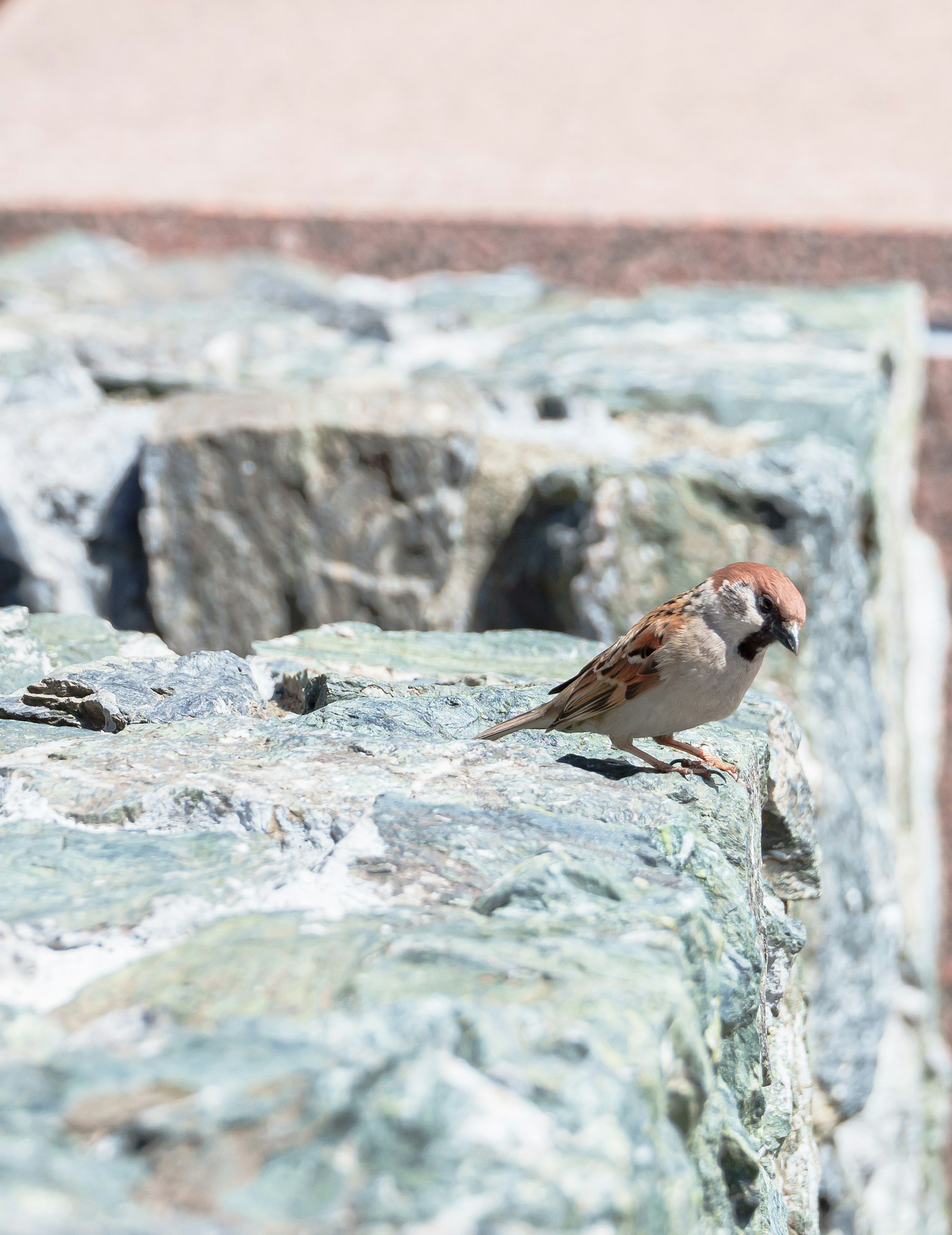 Ein kleiner Spatz sitzt auf einer felsigen Oberfläche