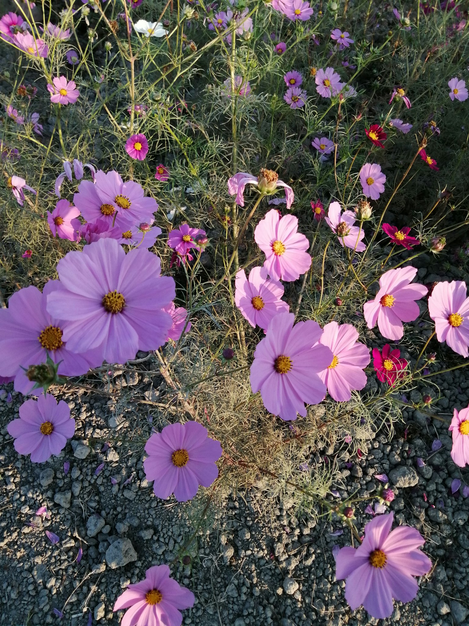 Một mảng hoa cosmos nở rộ với sắc hồng tươi sáng