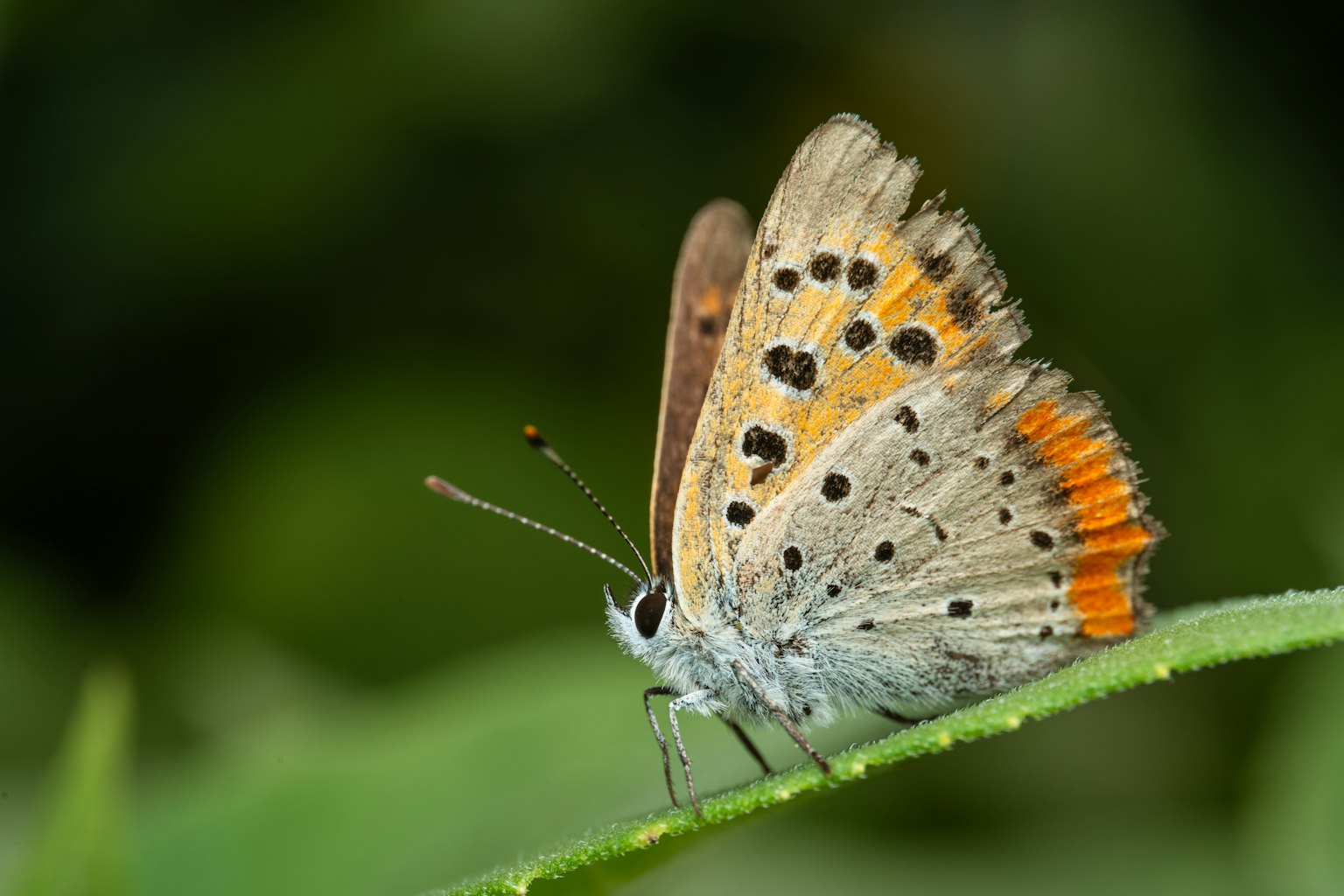 Ein kleiner Schmetterling mit orangefarbenen Punkten, der auf einem Blatt sitzt