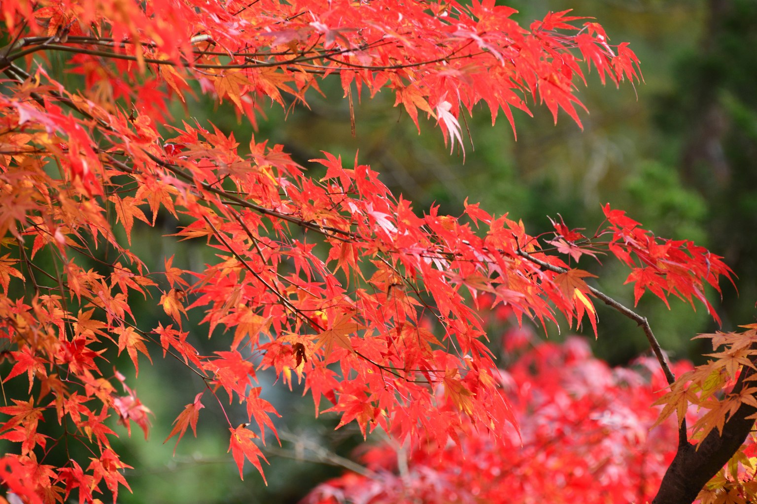 Gros plan sur des feuilles d'érable rouges et orange vives sur une branche