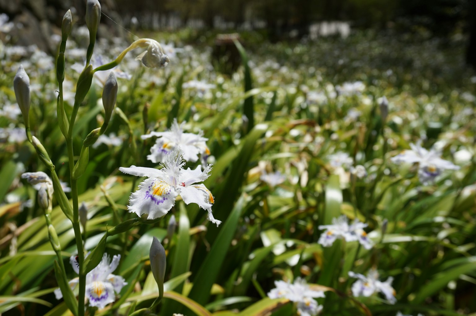 白色花朵和绿色叶子的田野