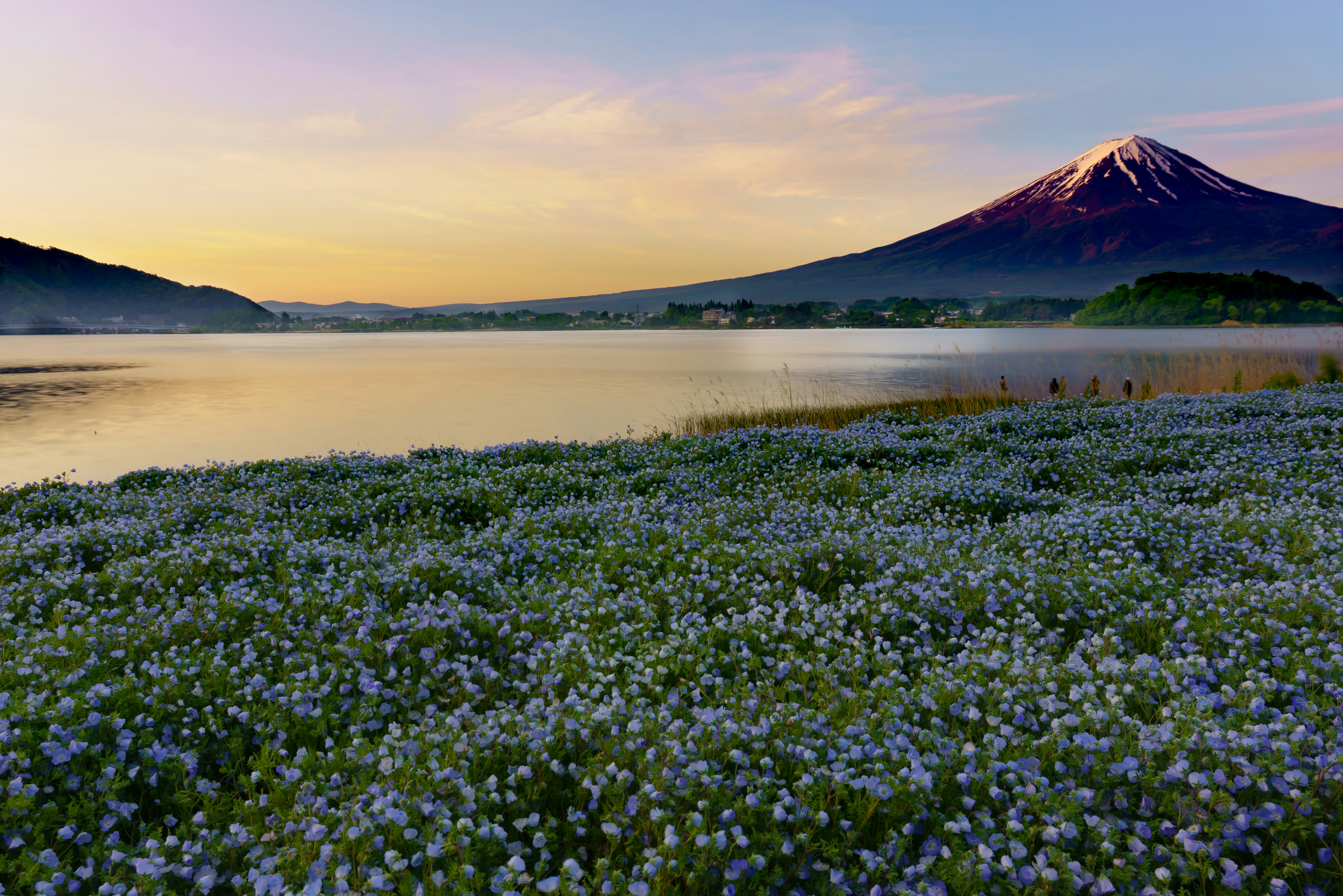 ネモフィラの群生と赤富士が望める湖畔の風景