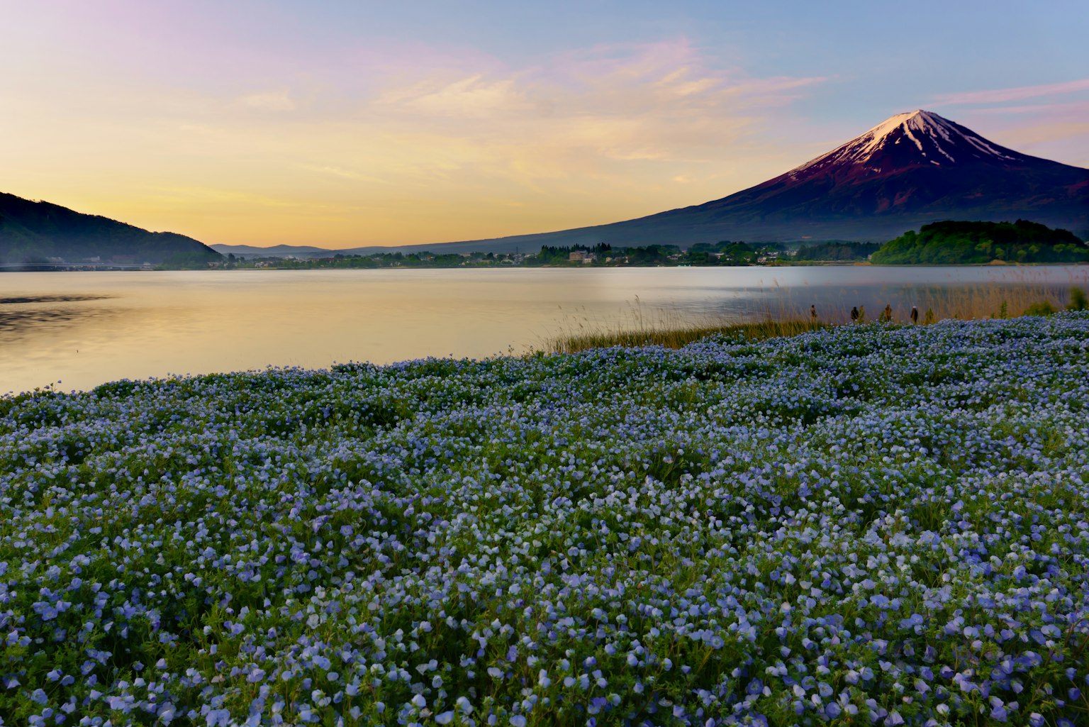 富士山背景下的藍花田和寧靜湖泊的景色