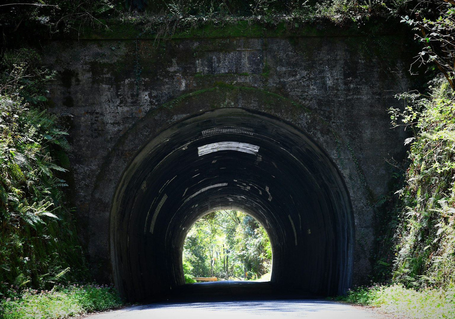 绿树环绕的隧道照片道路穿过隧道