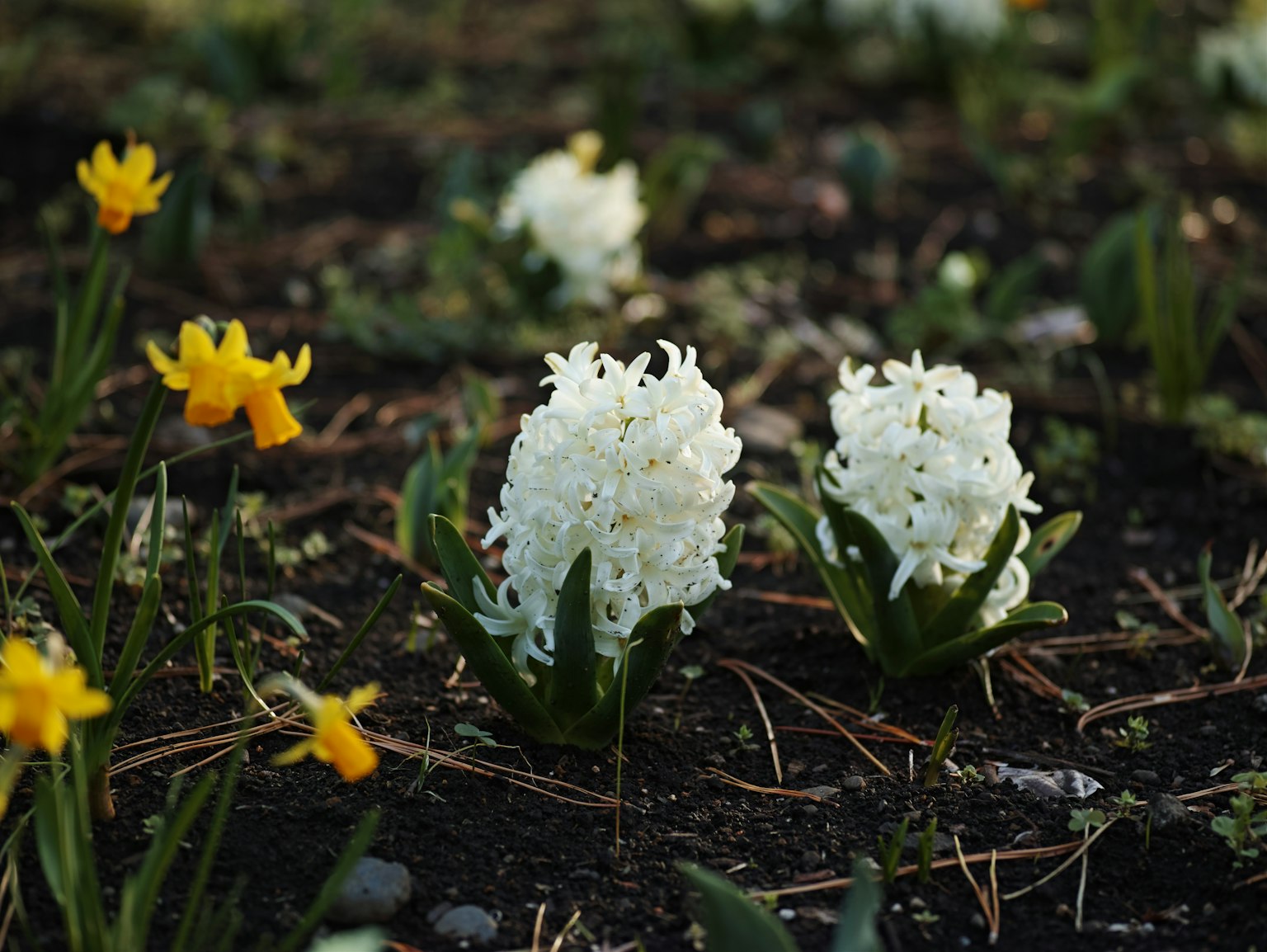 Bunga hyacinth putih dan daffodil kuning mekar di taman