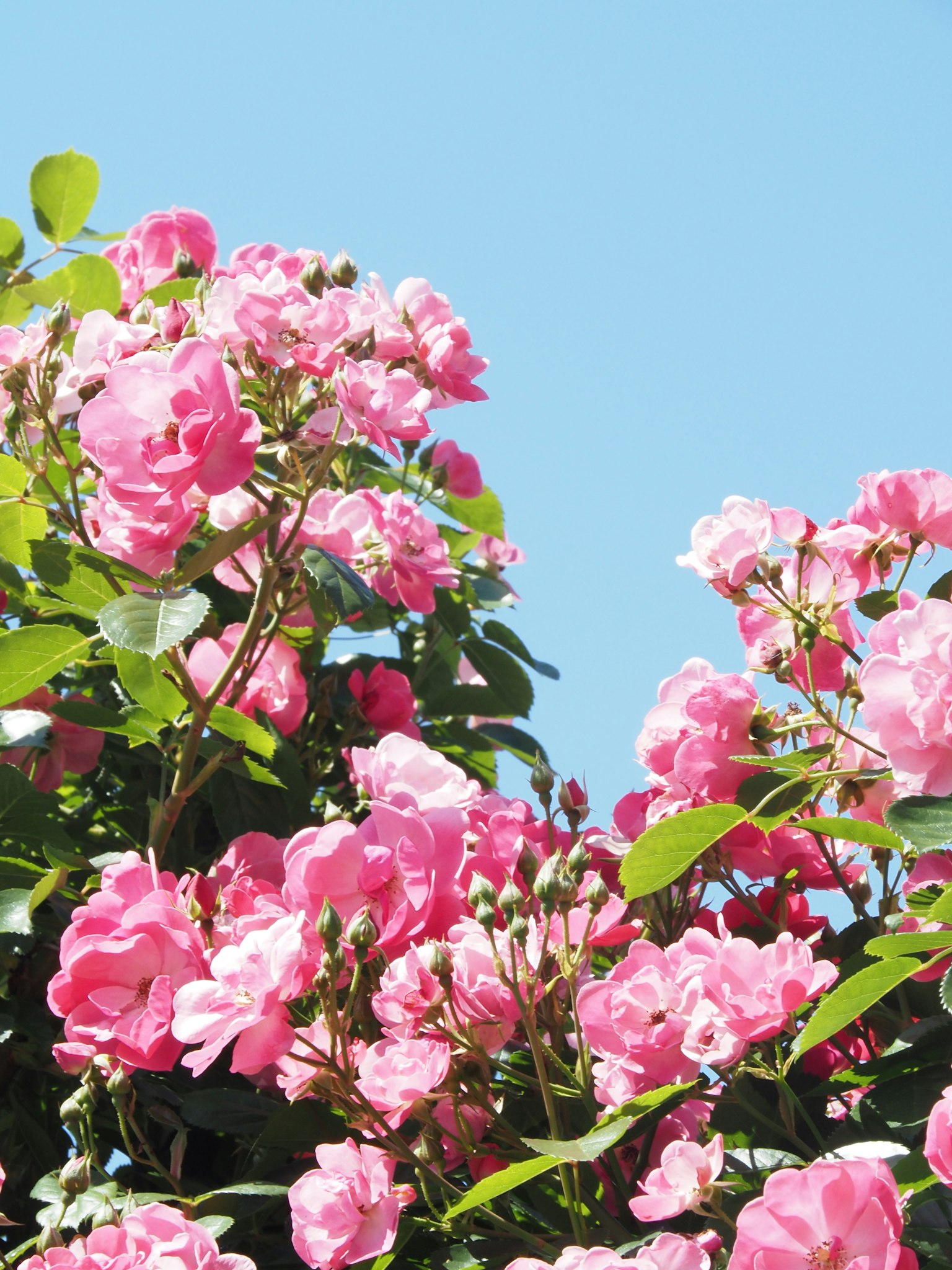 Fiori rosa vibranti che sbocciano sotto un cielo blu chiaro