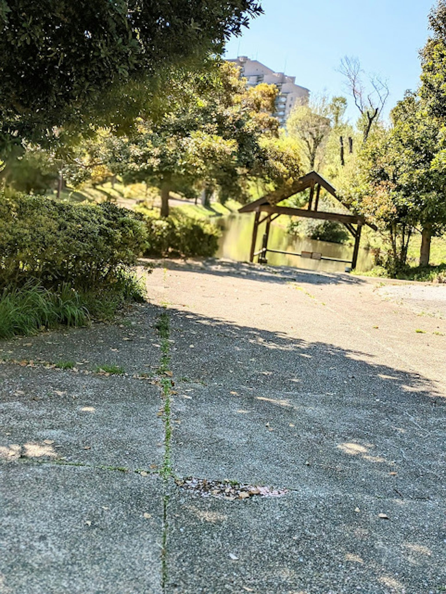 安靜的公園景象，綠色樹木，陽光下的小路和涼亭