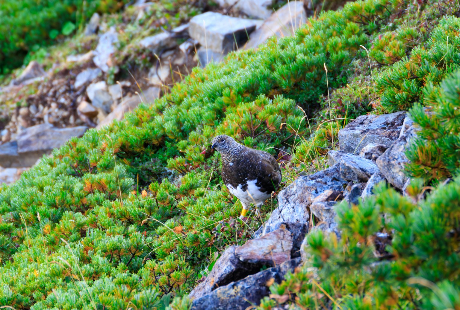 A small bird on rocky terrain amidst green foliage