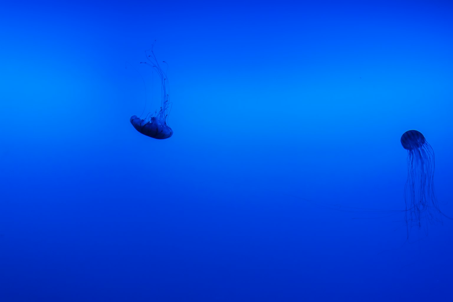 Zwei Quallen, die vor einem blauen Hintergrund schweben