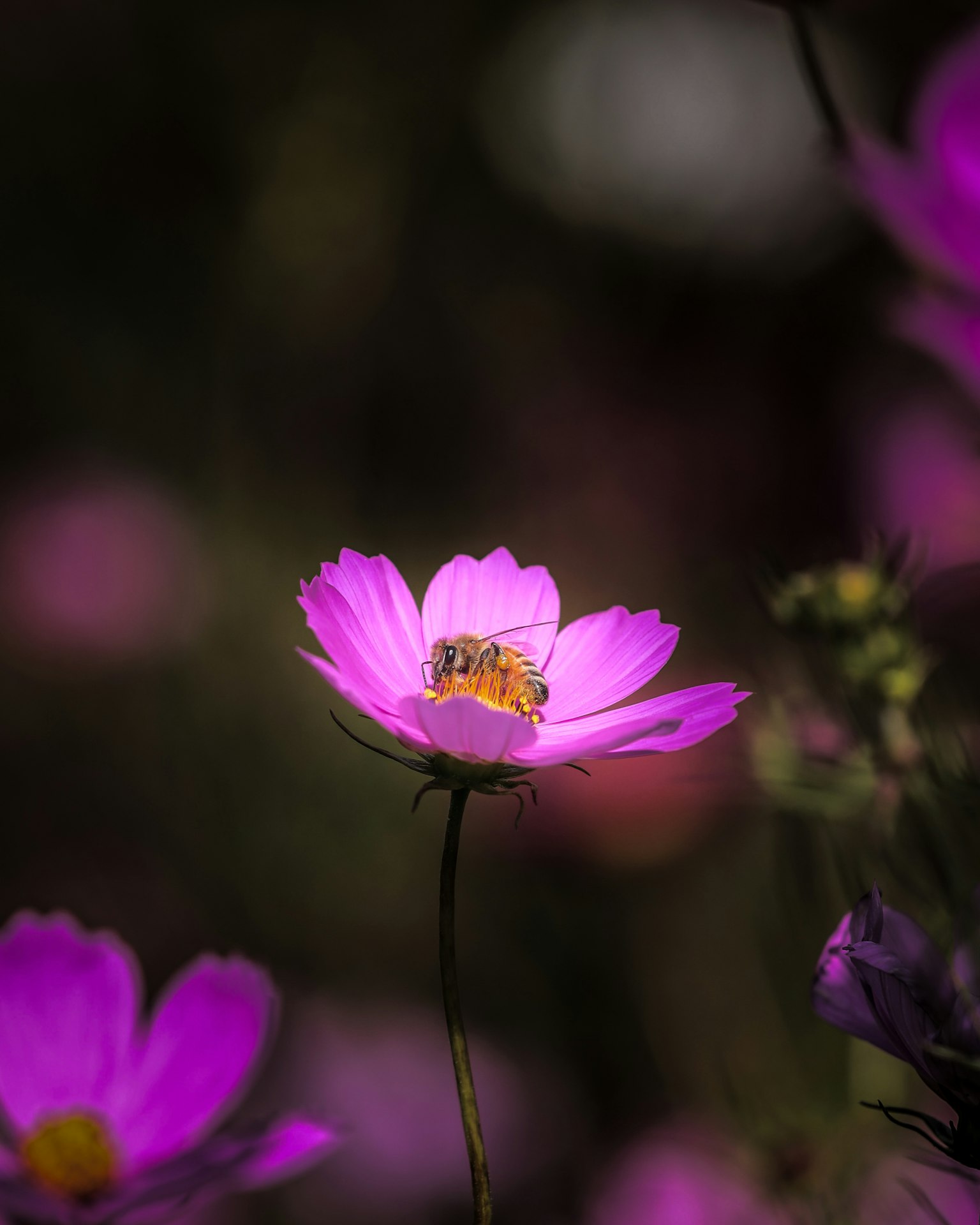 Bee on a pink flower with blurred background