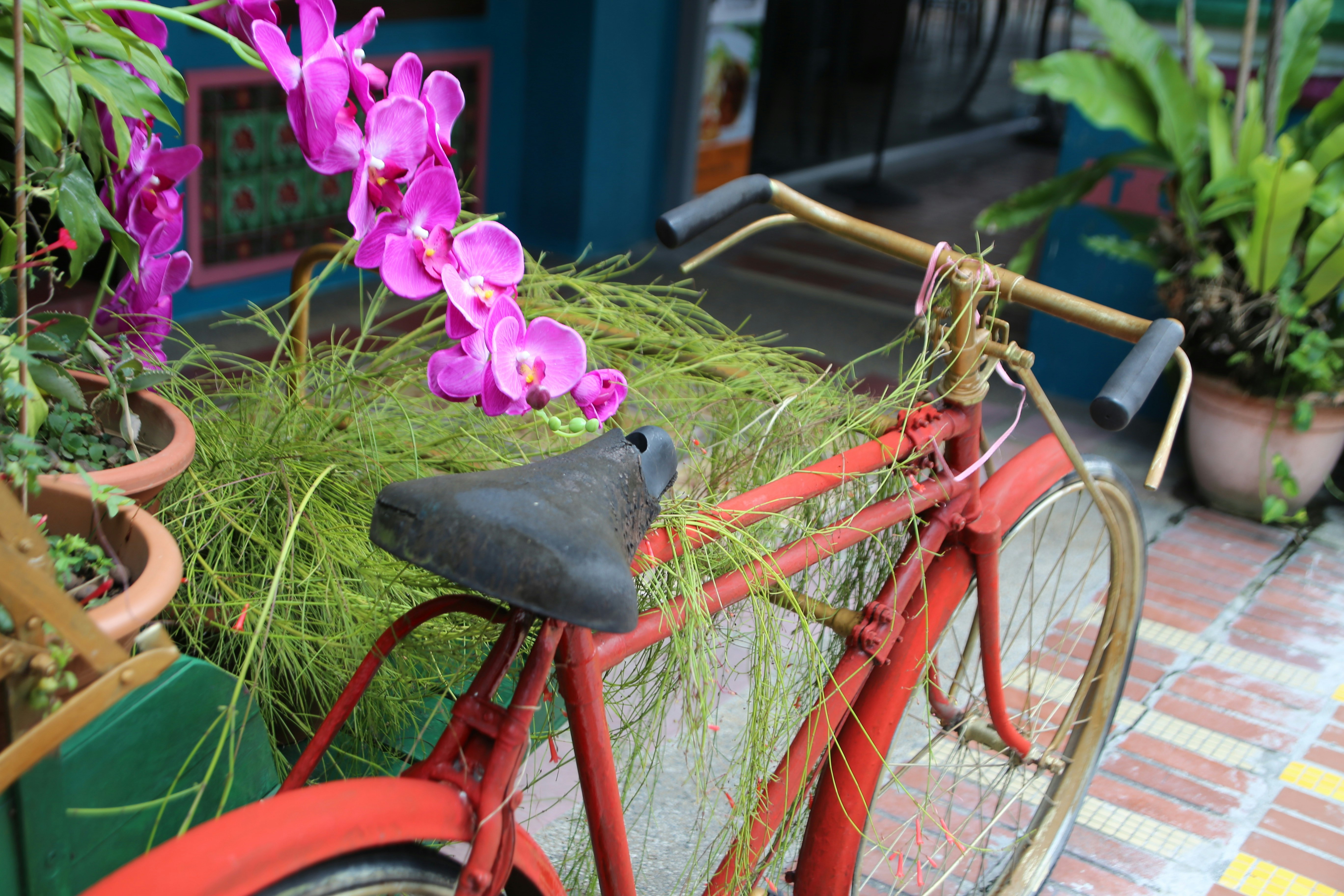 赤い自転車の前に咲くピンクの蘭と鉢植えのある玄関先