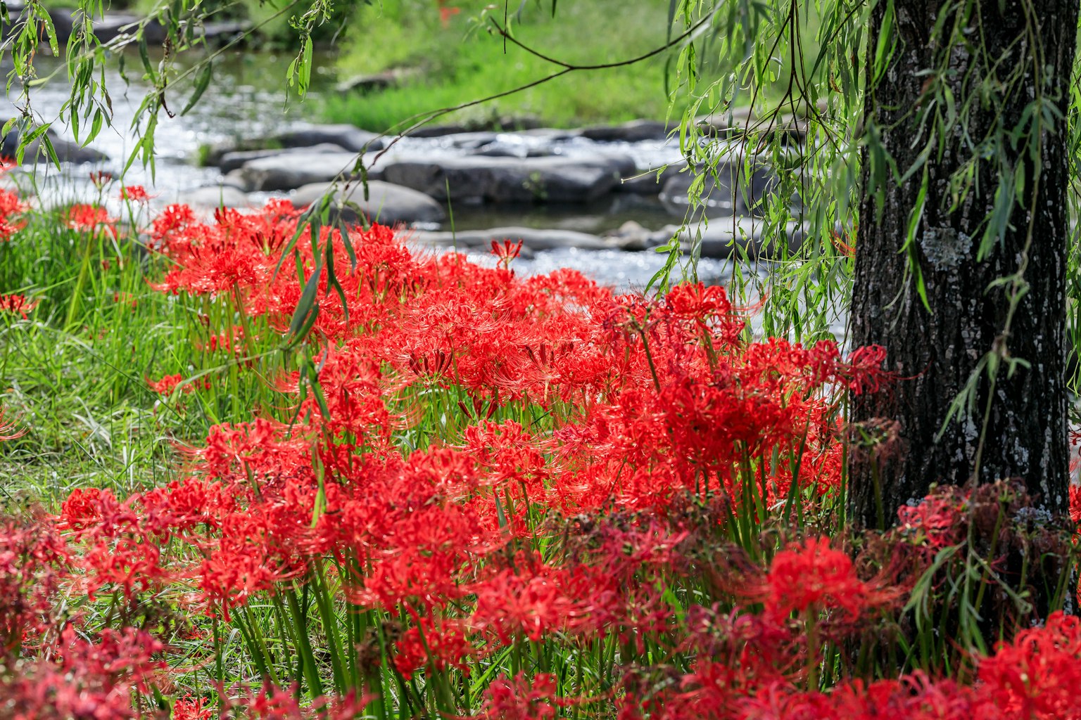 Scenic view of red spider lilies blooming by a river