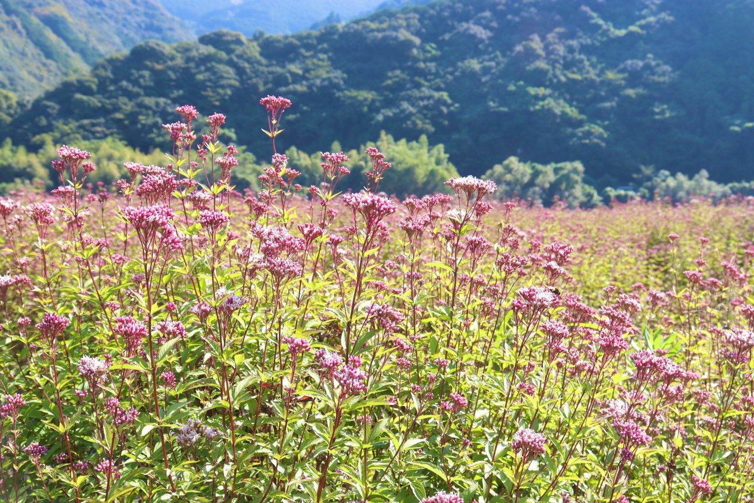 Feld mit lila Blumen und grünen Bergen im Hintergrund