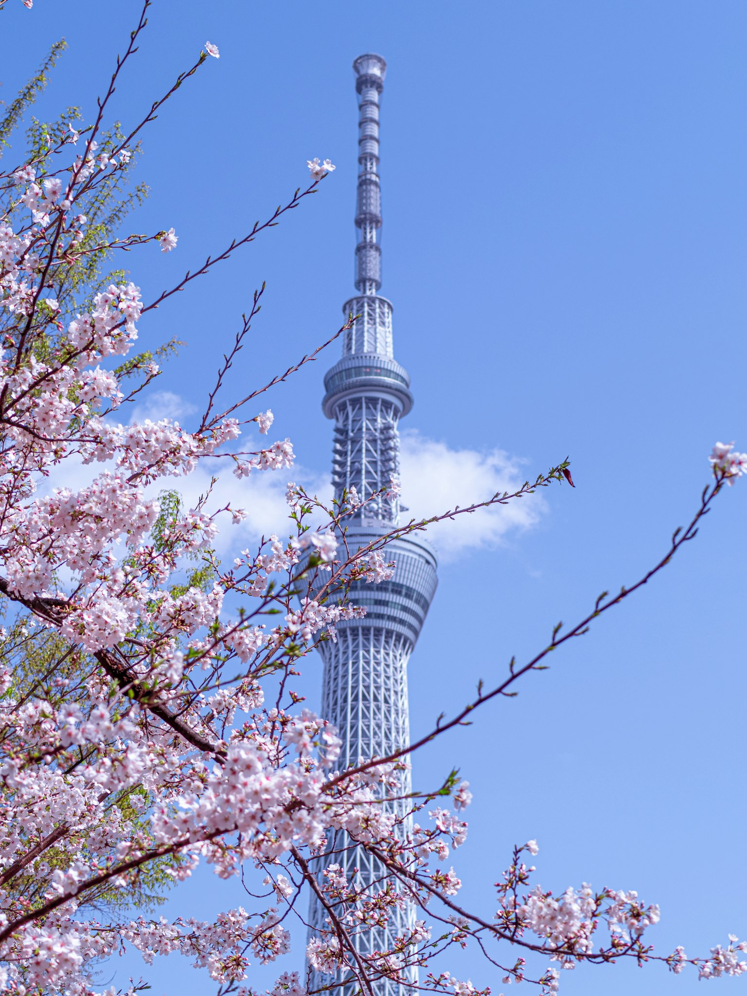 Tokyo Skytree with cherry blossoms against a blue sky