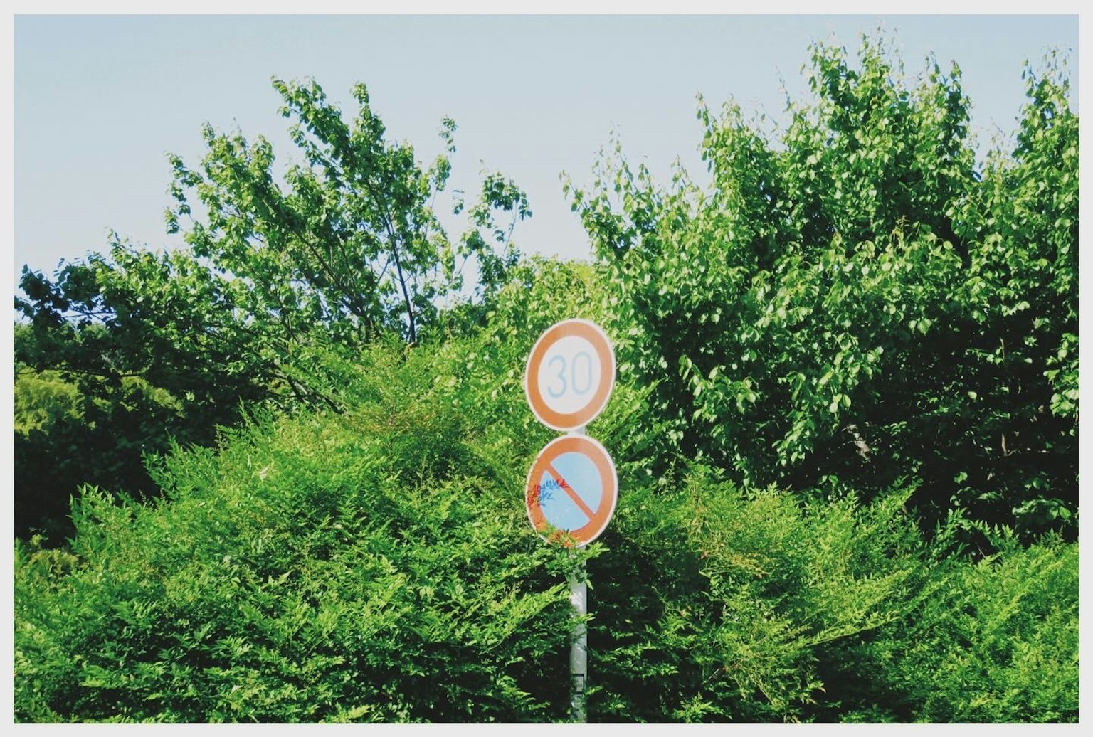 Due segnali stradali tra alberi verdi lussureggianti