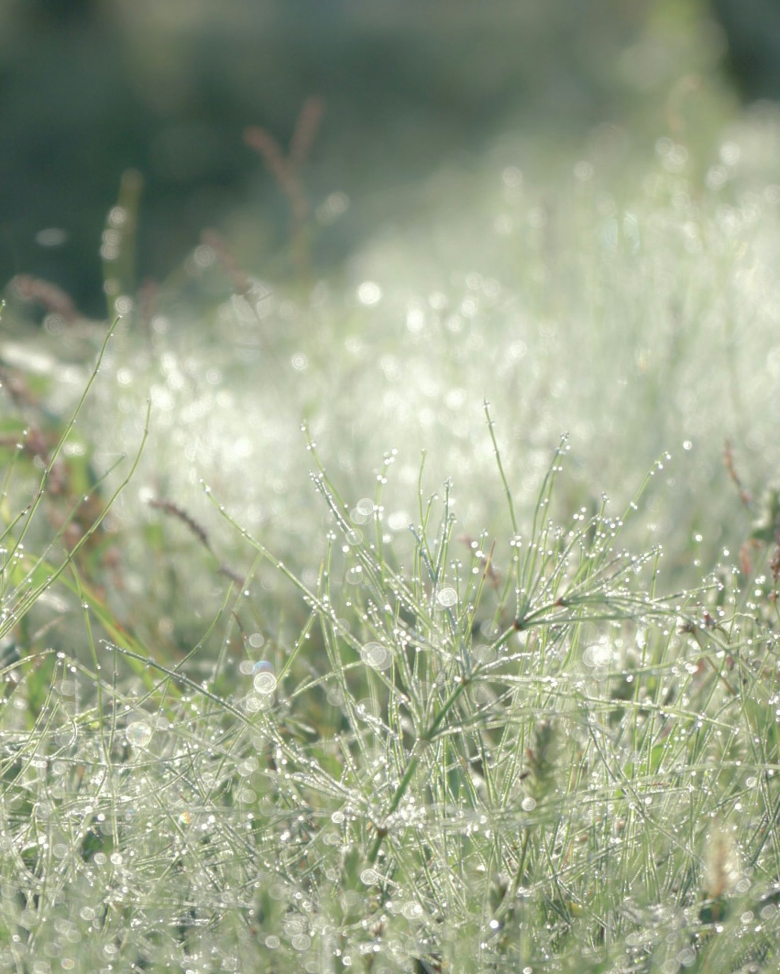 Dewbedeckte grüne Pflanzen in einem Feld, die im Morgenlicht glänzen
