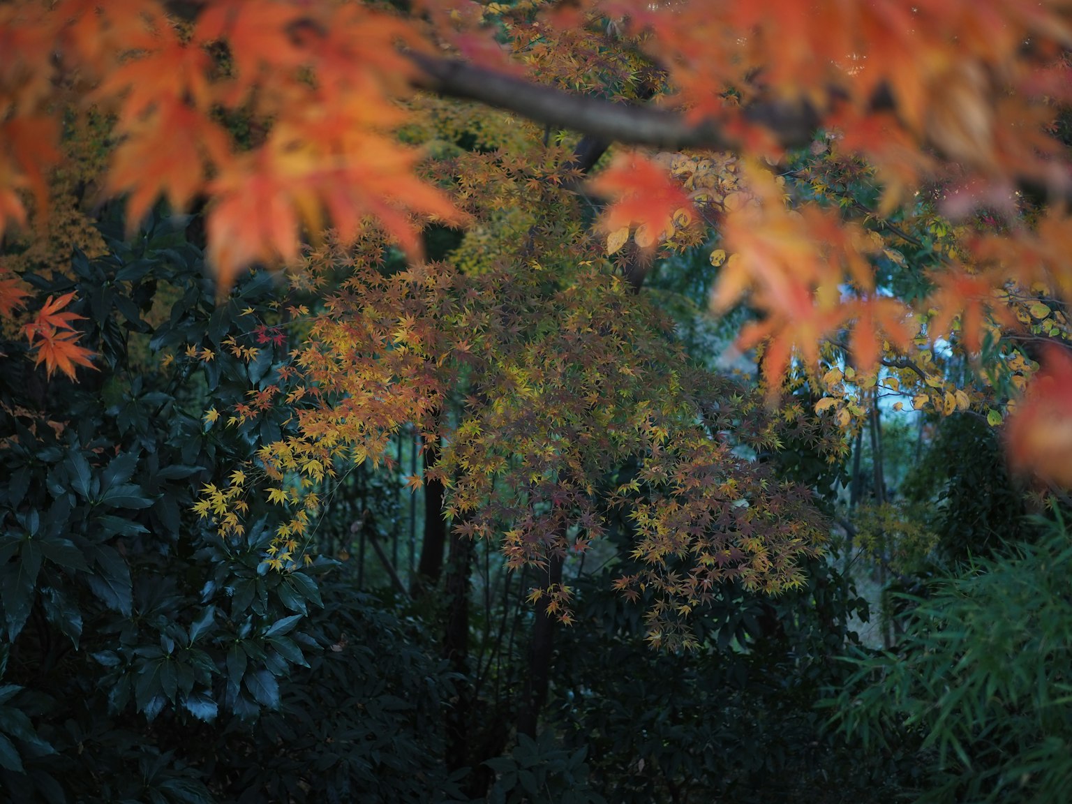 ใบไม้ฤดูใบไม้ร่วงที่สวยงามพร้อมใบสีเขียวและสีส้มสดใส