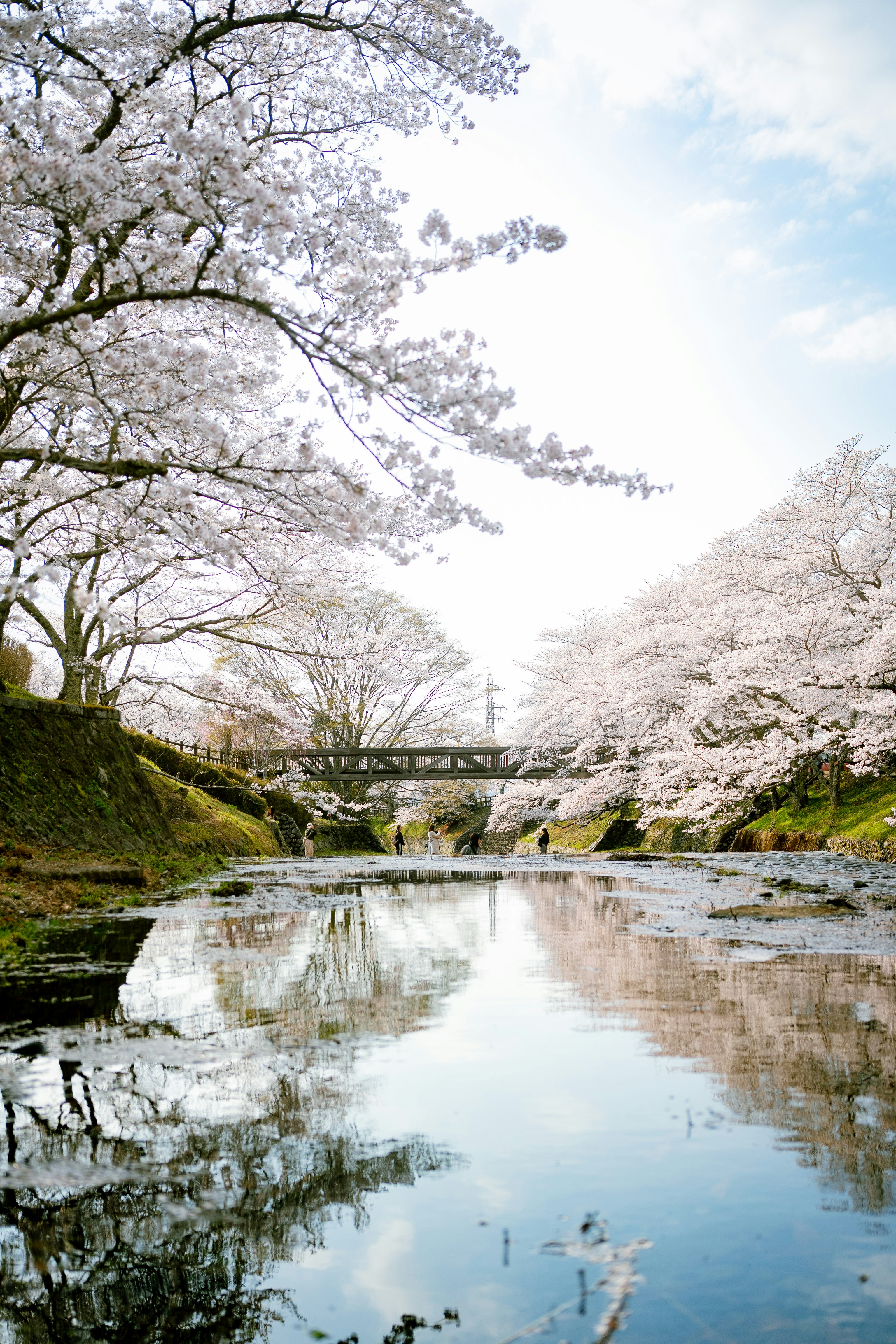 桜並木と水面に映る小川のある公園の小橋