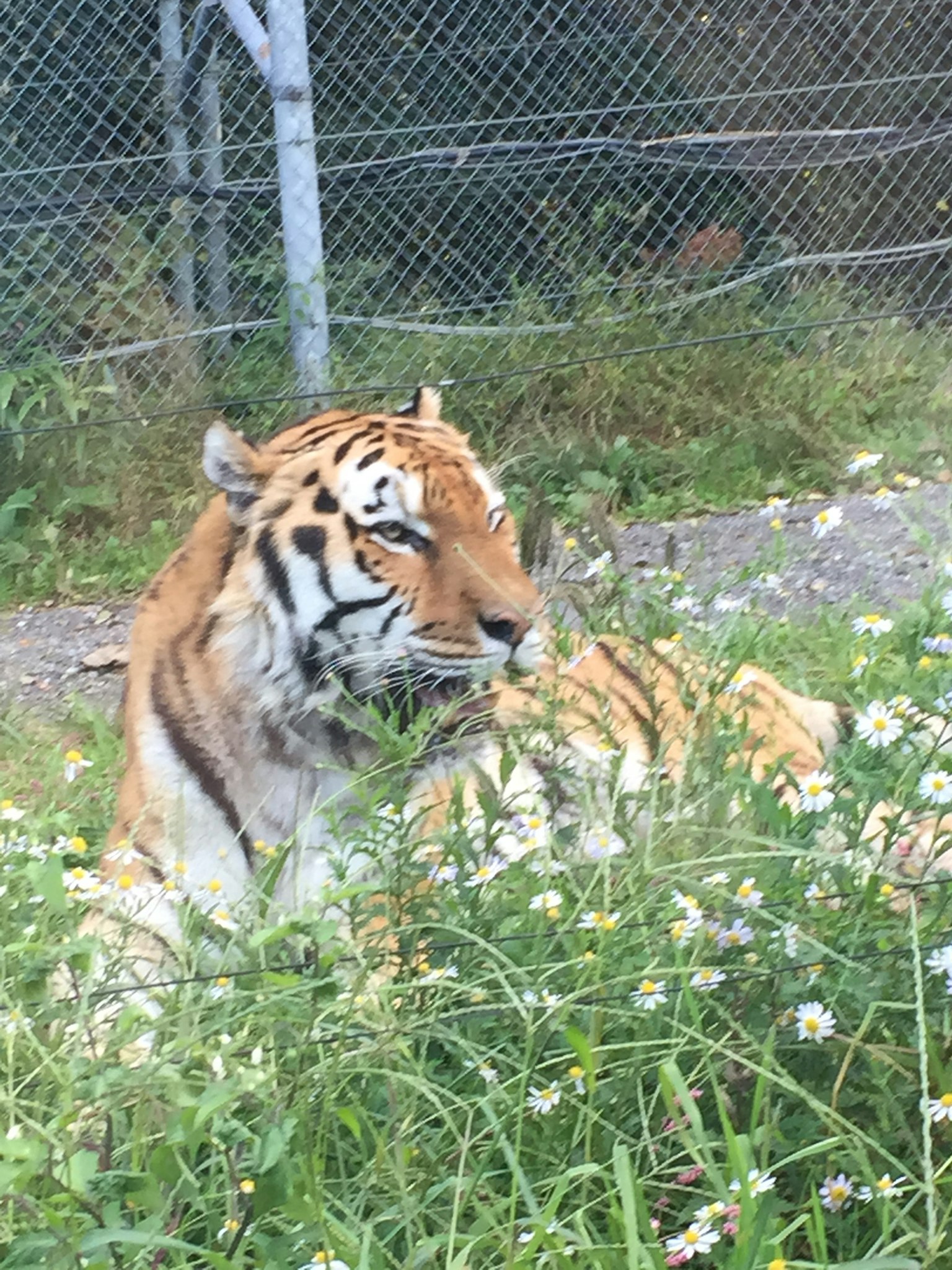 A tiger lounging in the grass among flowers