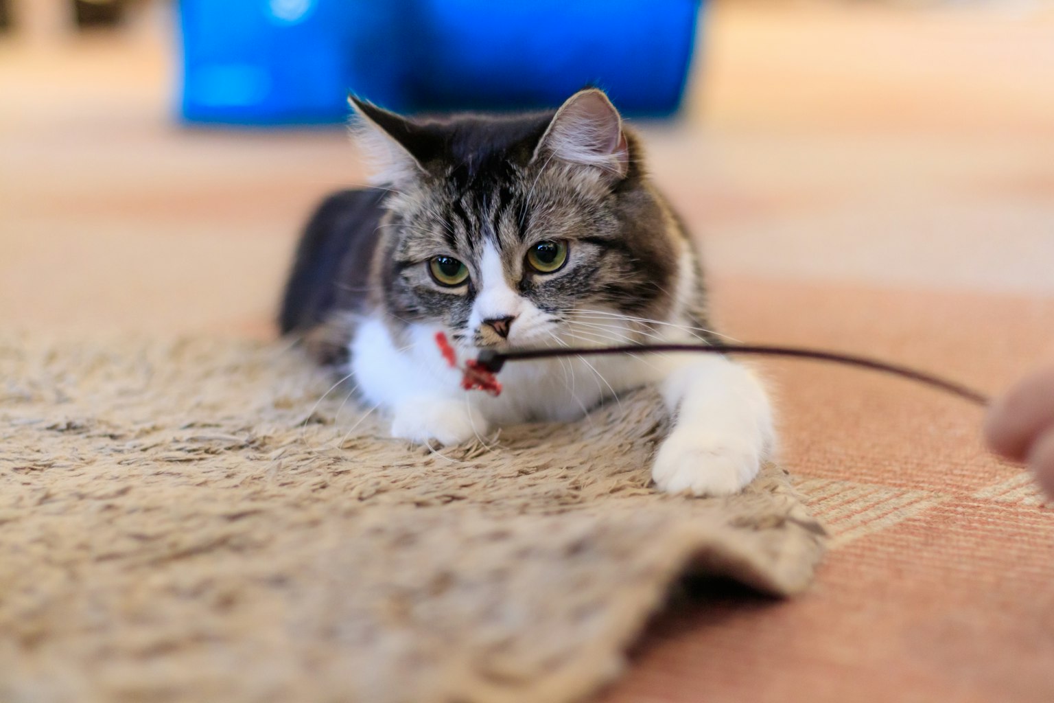 一只猫在地毯上玩耍，嘴里叼着玩具