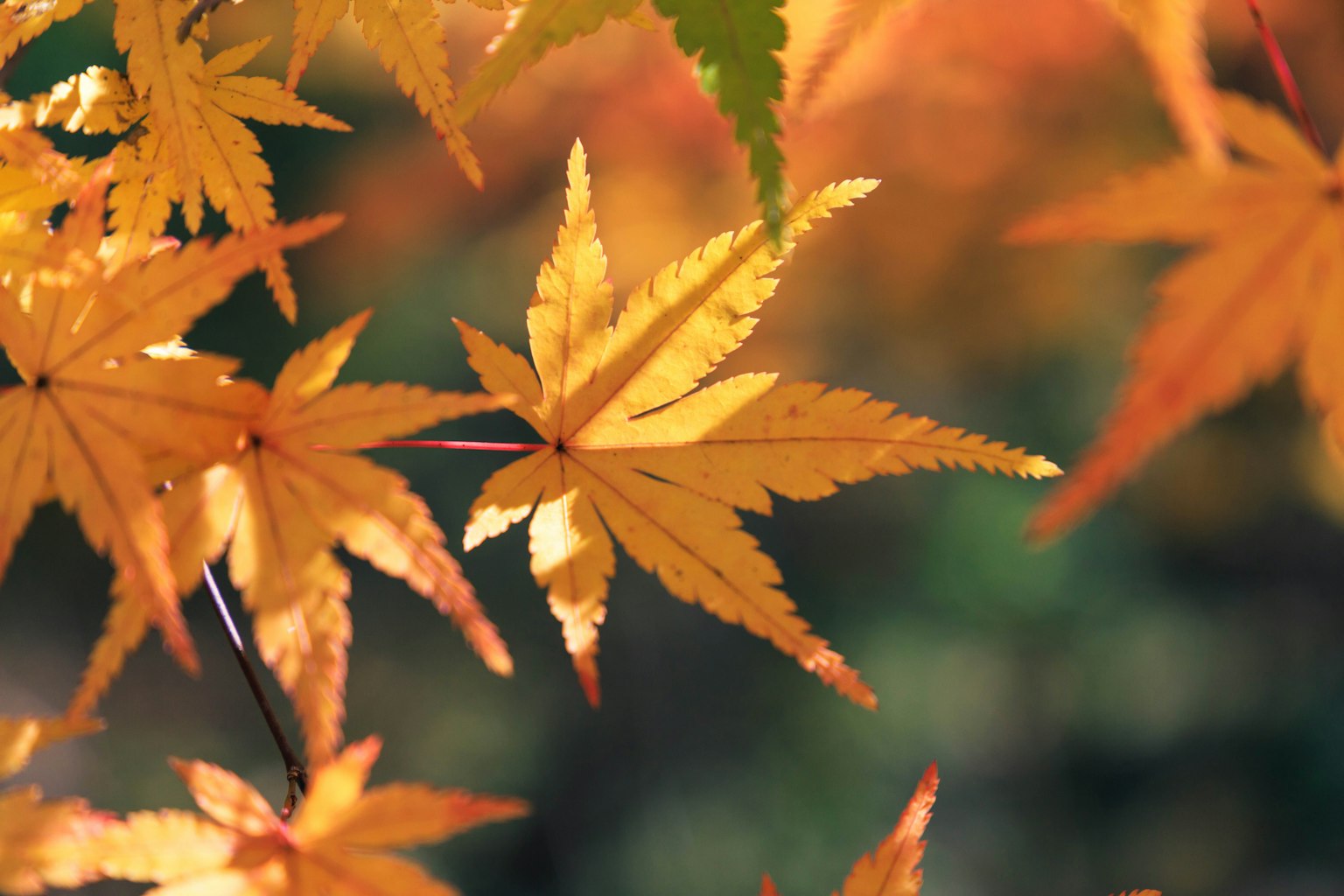 Leuchtend orange Ahornblätter, die im Licht glänzen