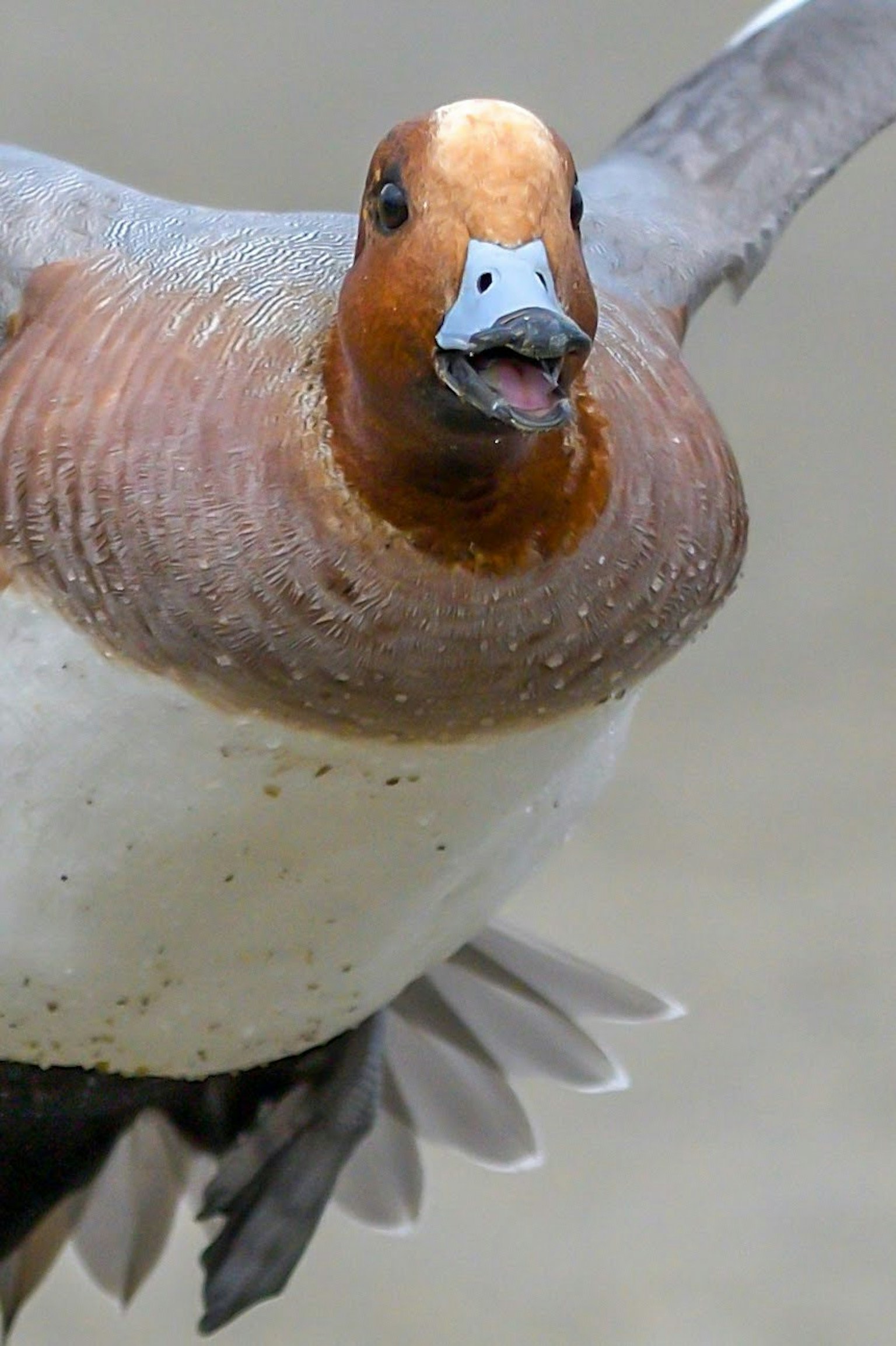 飛翔的 Eurasian Wigeon 的特寫圖像，色彩鮮豔