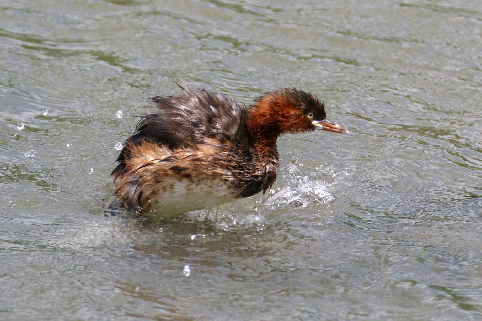 小水鳥在水中濺水