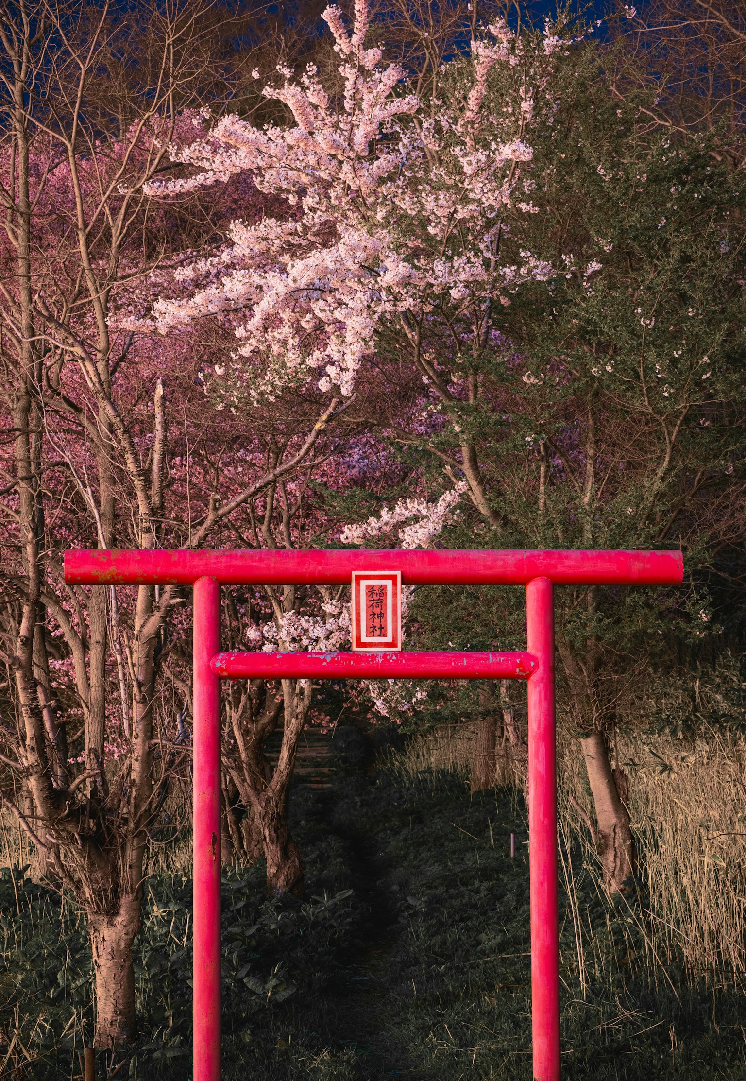 樱花树前的红色鸟居