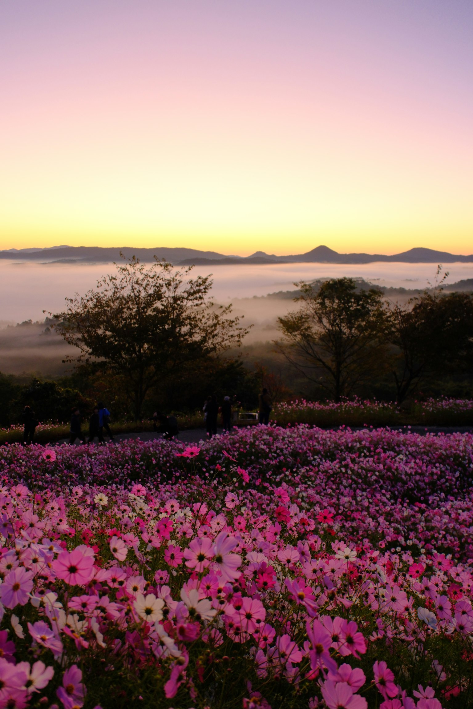 Lebendiges rosa Blumenfeld bei Sonnenuntergang mit fernen Bergen
