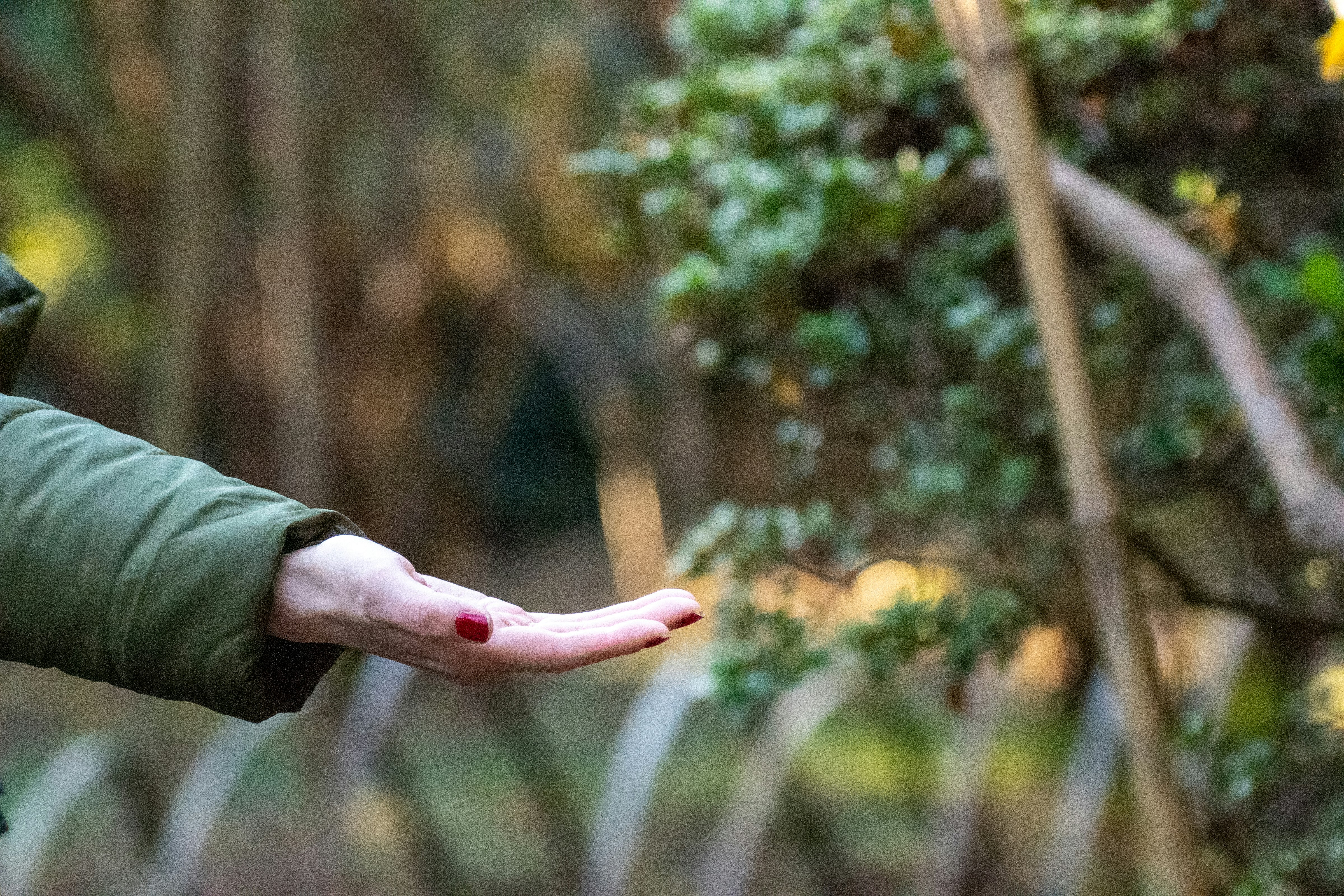 hand reaching out in a forest