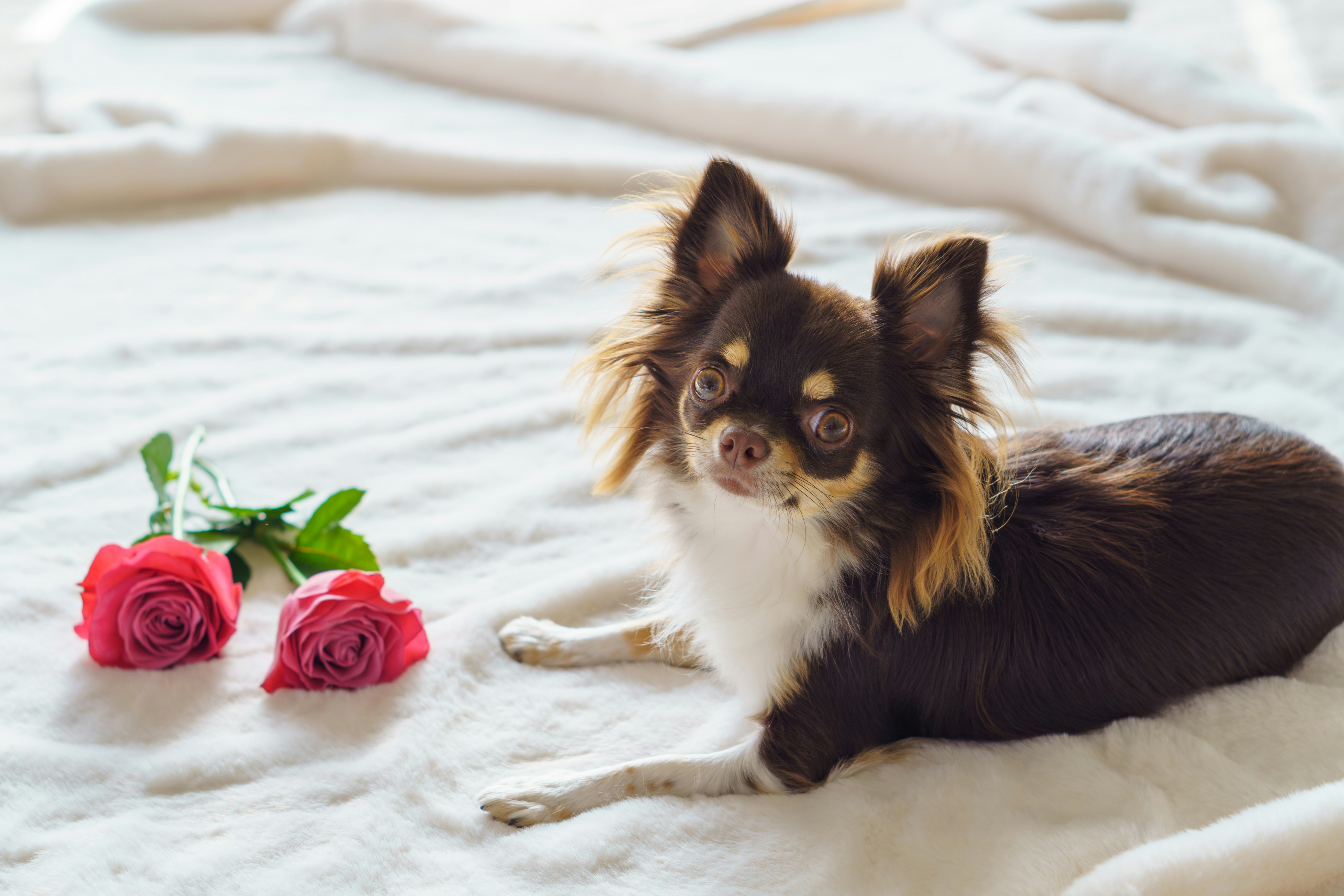 petit chien allongé sur une couverture à côté de roses