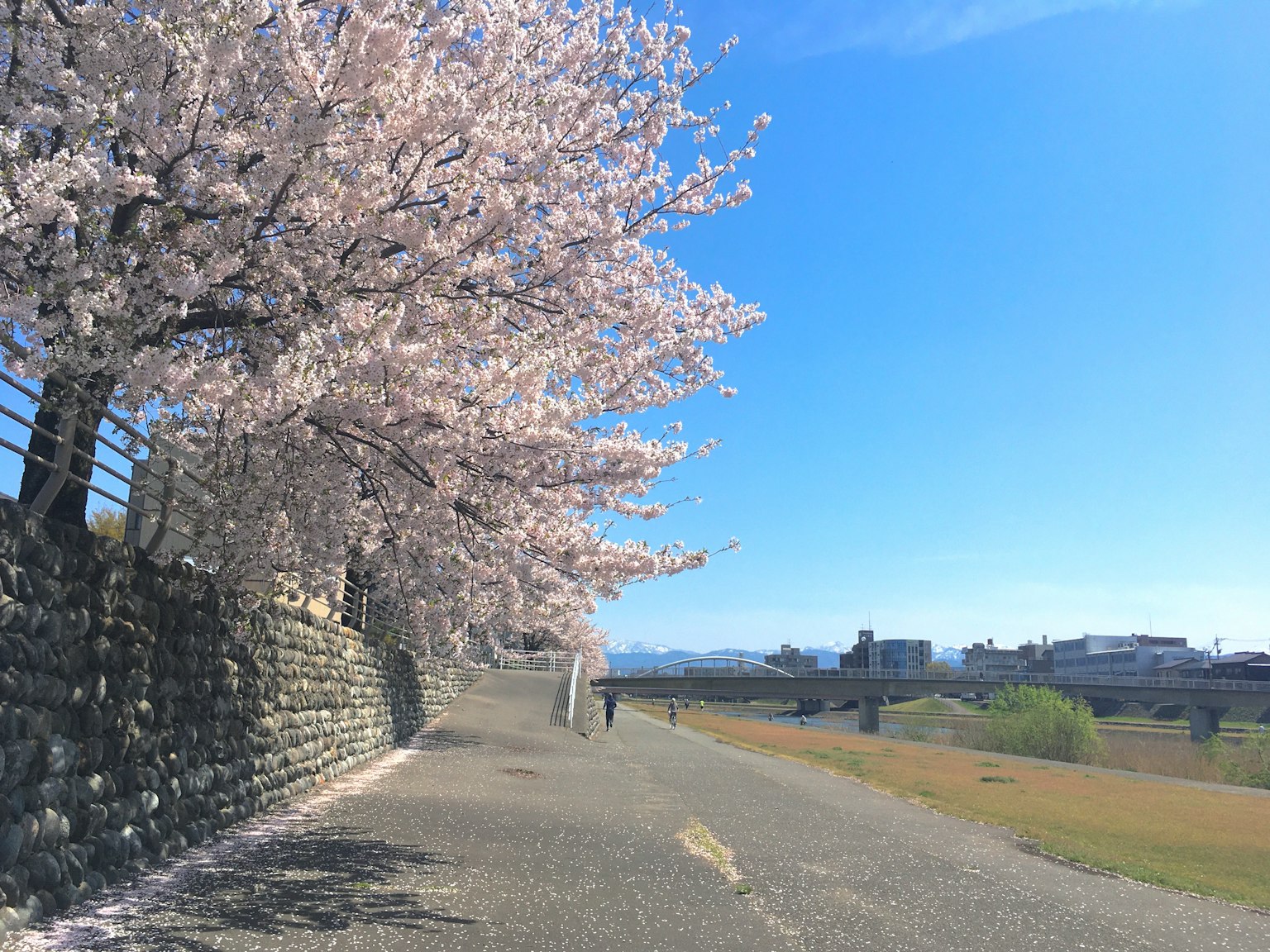 Kirschblütenbäume säumen einen Weg unter einem klaren blauen Himmel
