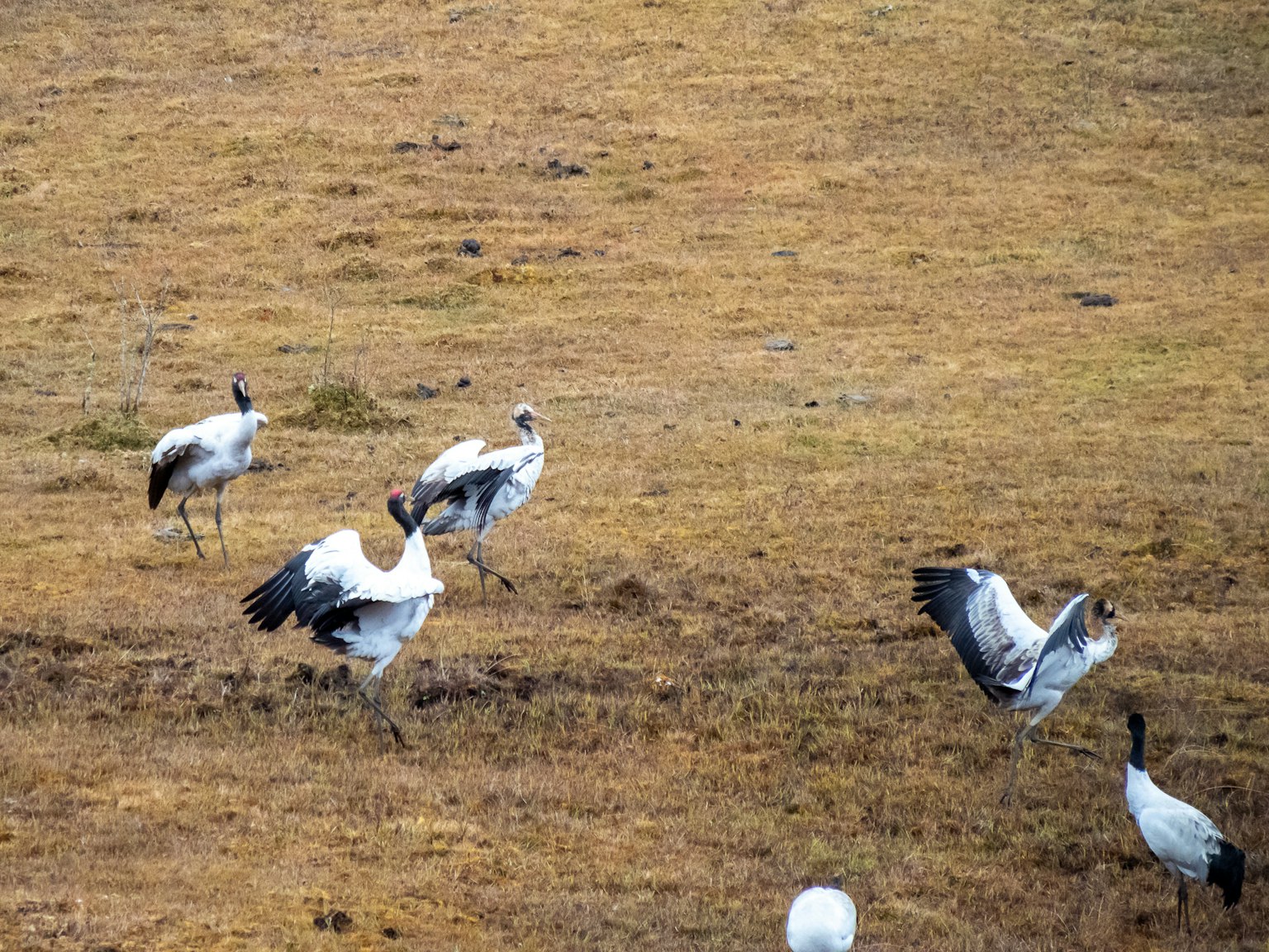 Cranes trắng nhảy trên đồng cỏ