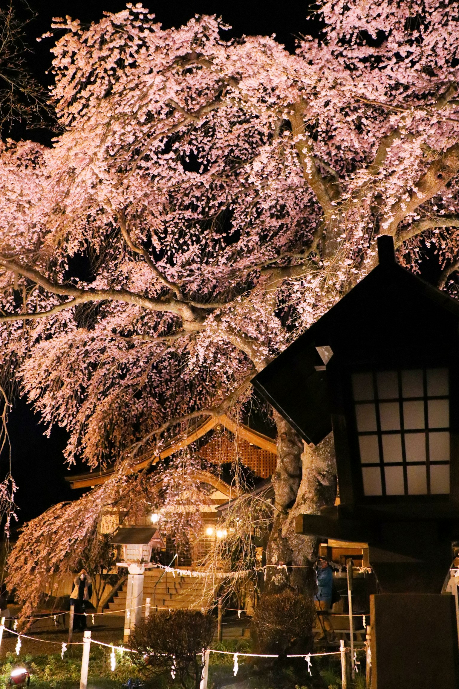 Hermosas flores de cerezo de noche con una linterna en primer plano